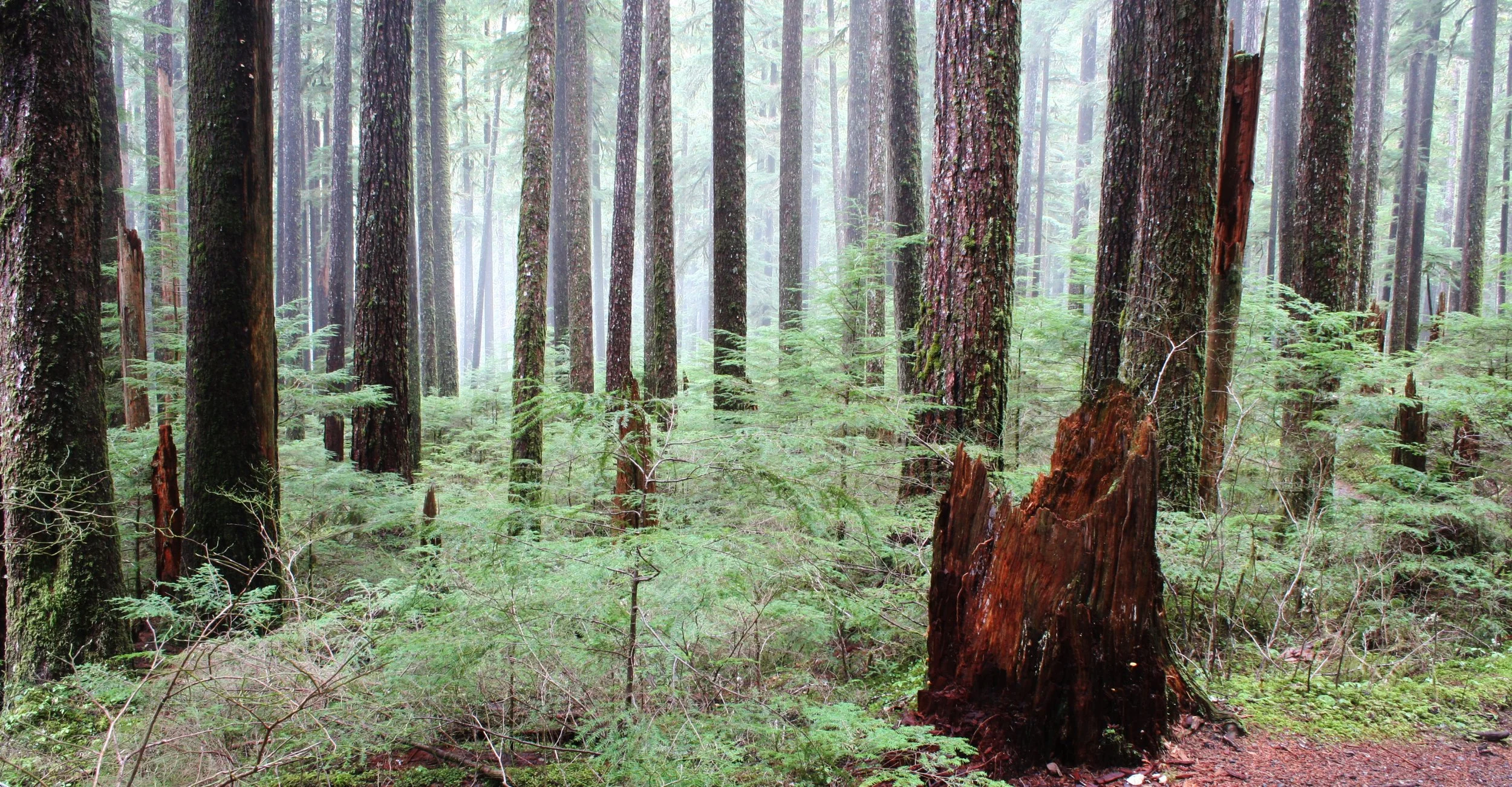 SOL DUC FALLS AND FOREST - ONP WA (110).JPG