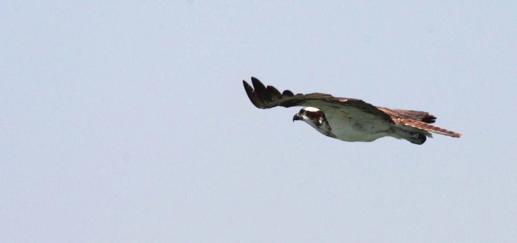 Pandion haliaetus - OSPREY - SAN IGNACIO LAGOON BAJA MEXICO (164).JPG