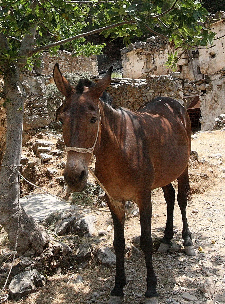 SAMARIA GORGE NATIONAL PARK CRETE (45).JPG