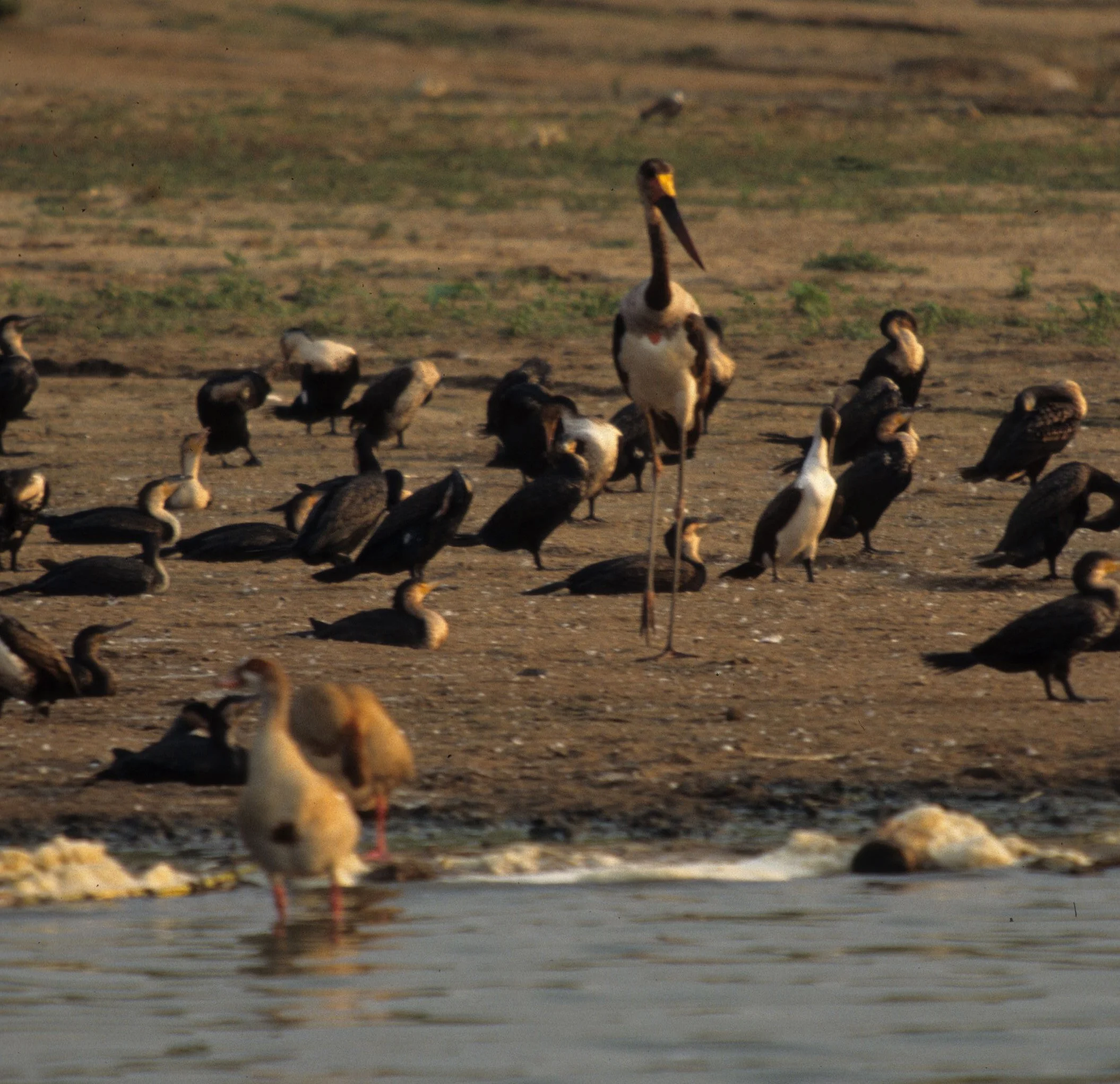 BIRDS - STORK - SHOEBILL WITH GREAT CORMORANTS - UGANDA.jpg