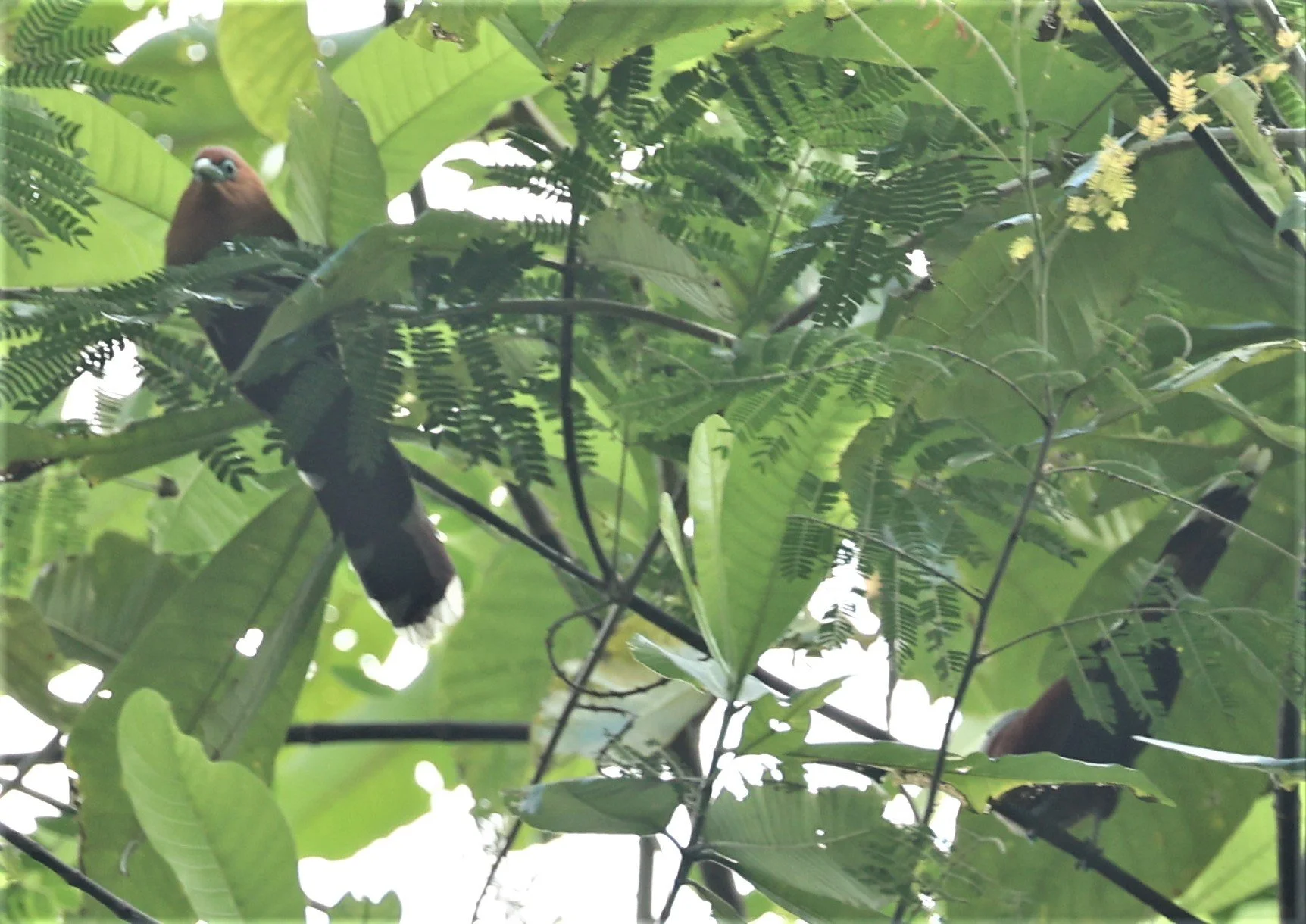 Raffle's Malkoha (Rhinortha chlorophaea) Krung Ching Khao Luang NP Thailand (38).jpg