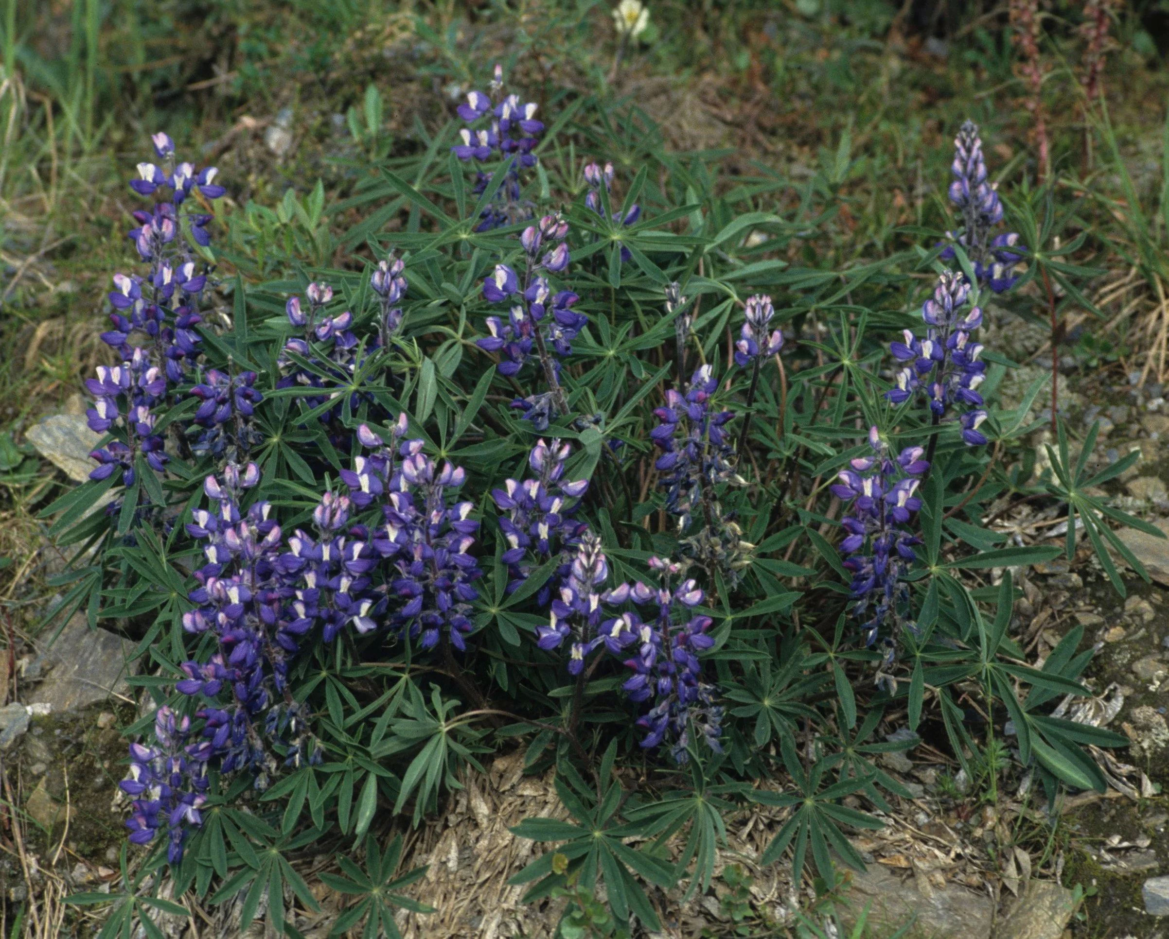ALASKA - LUPINUS ARCTICUS - ARCTIC LUPINE - RICHARDSON HIGHWAY.jpg