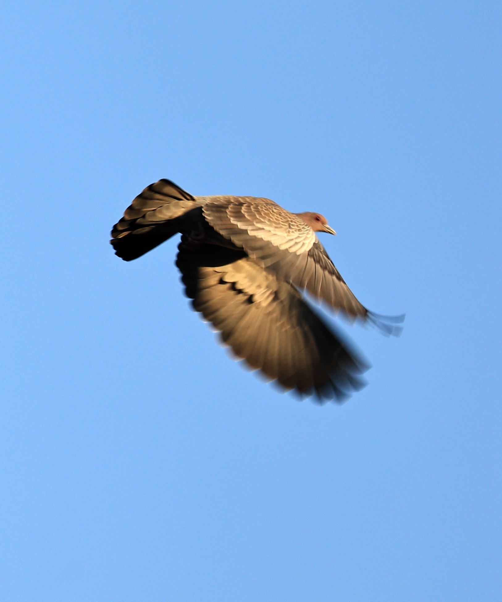 Picazuro Pigeon (Patagioenas picazuro) 