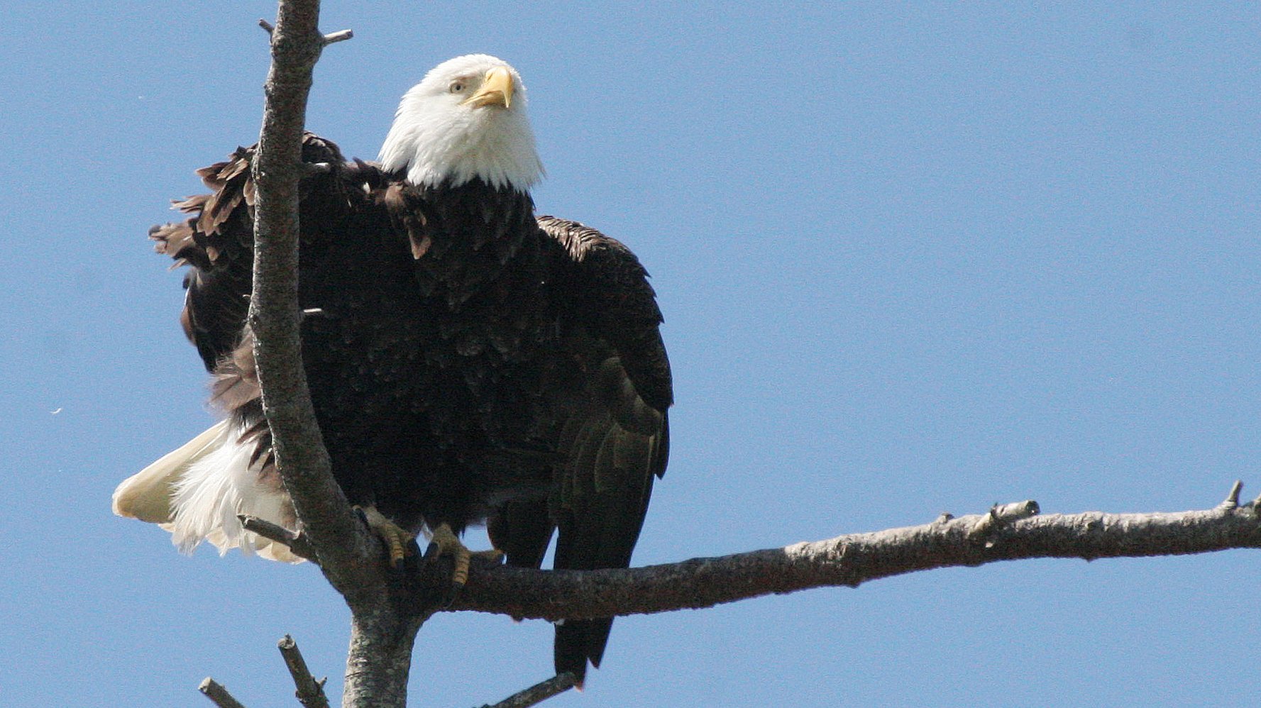 BIRD - EAGLE - BALD EAGLE - CLINE SPIT OVERLOOK SEQUIM WA (40).JPG