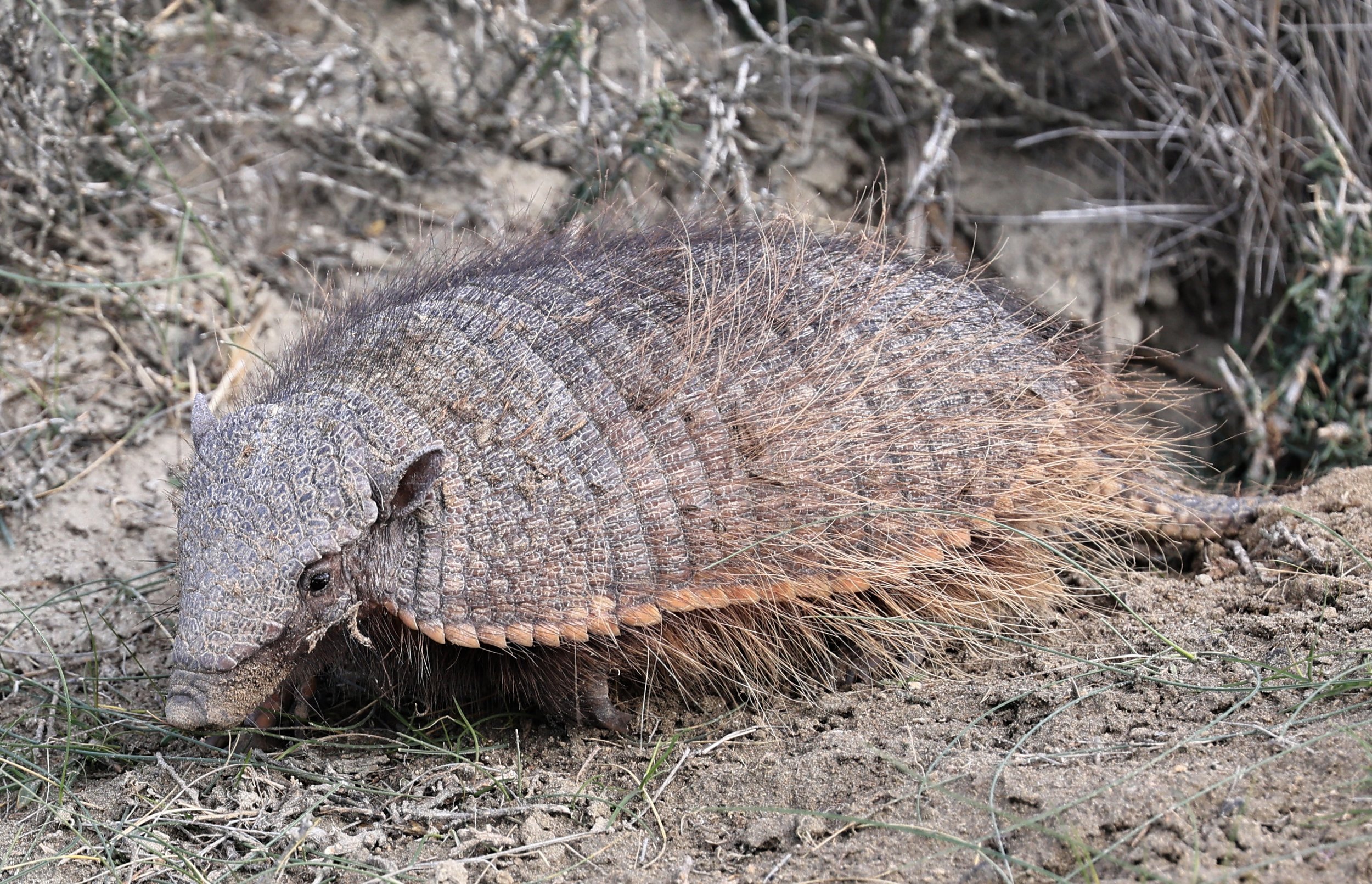 Large Hairy Armadillo Chaetophractus villosus) Valdes Peninsula, Chubut Province, Argentina Day 2 ( (61).jpg