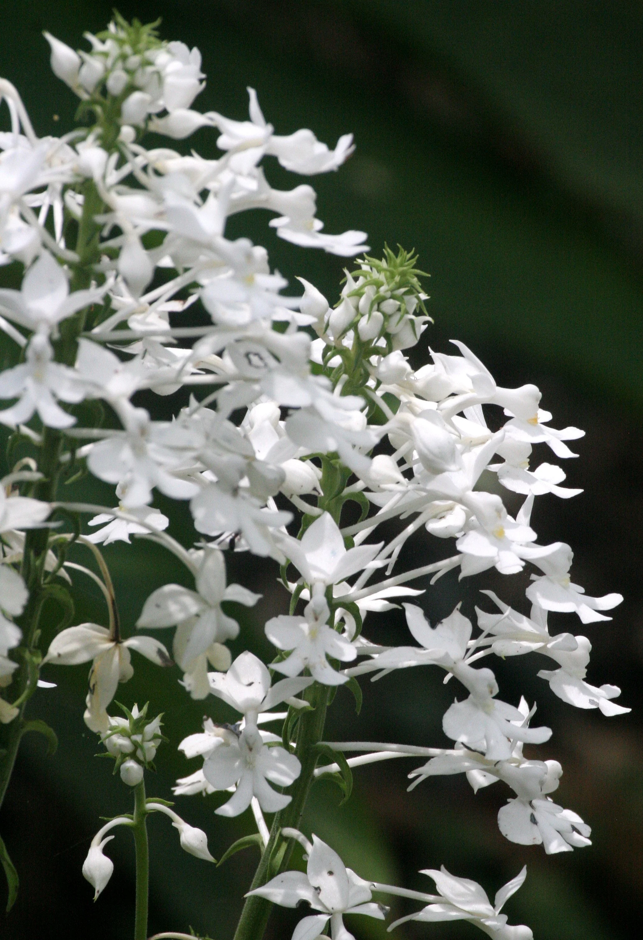 TABIN WILDLIFE RESERVE BORNEO - ORCHID SPECIES.JPG