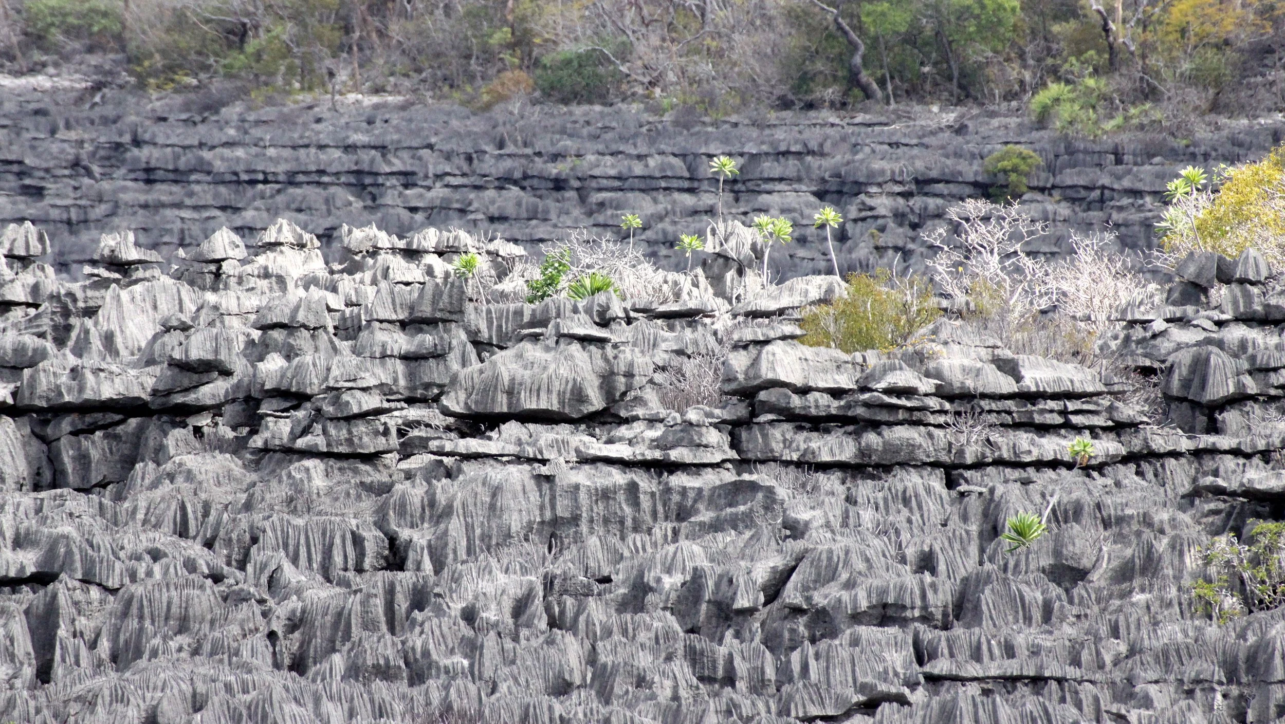 ANKARANA NATIONAL PARK MADAGASCAR - TSINGY FOREST (57).JPG