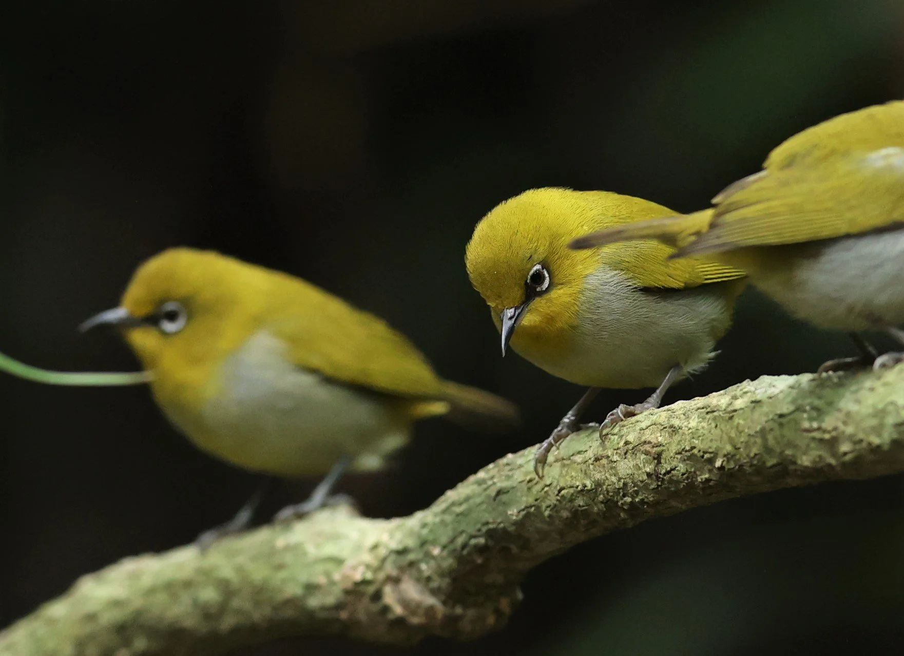 Indian White-eye (Zosterops palpebrosus) Doi Inthanon NP Chiang Mai (3).JPG