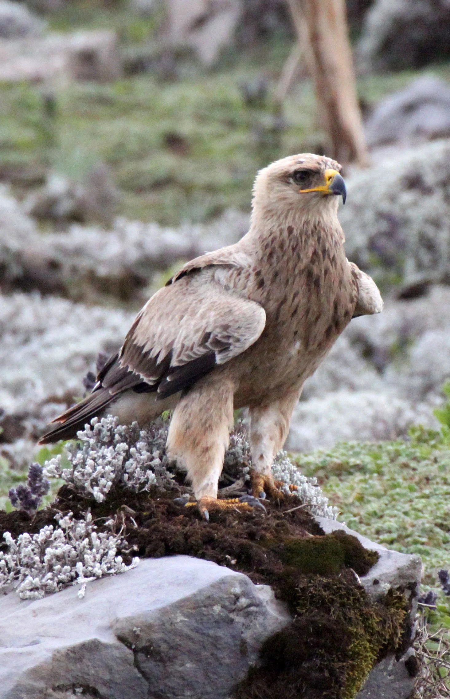 Aquila rapax - TAWNY EAGLE - BALE MOUNTAINS NATIONAL PARK ETHIOPIA aa2 (26).JPG