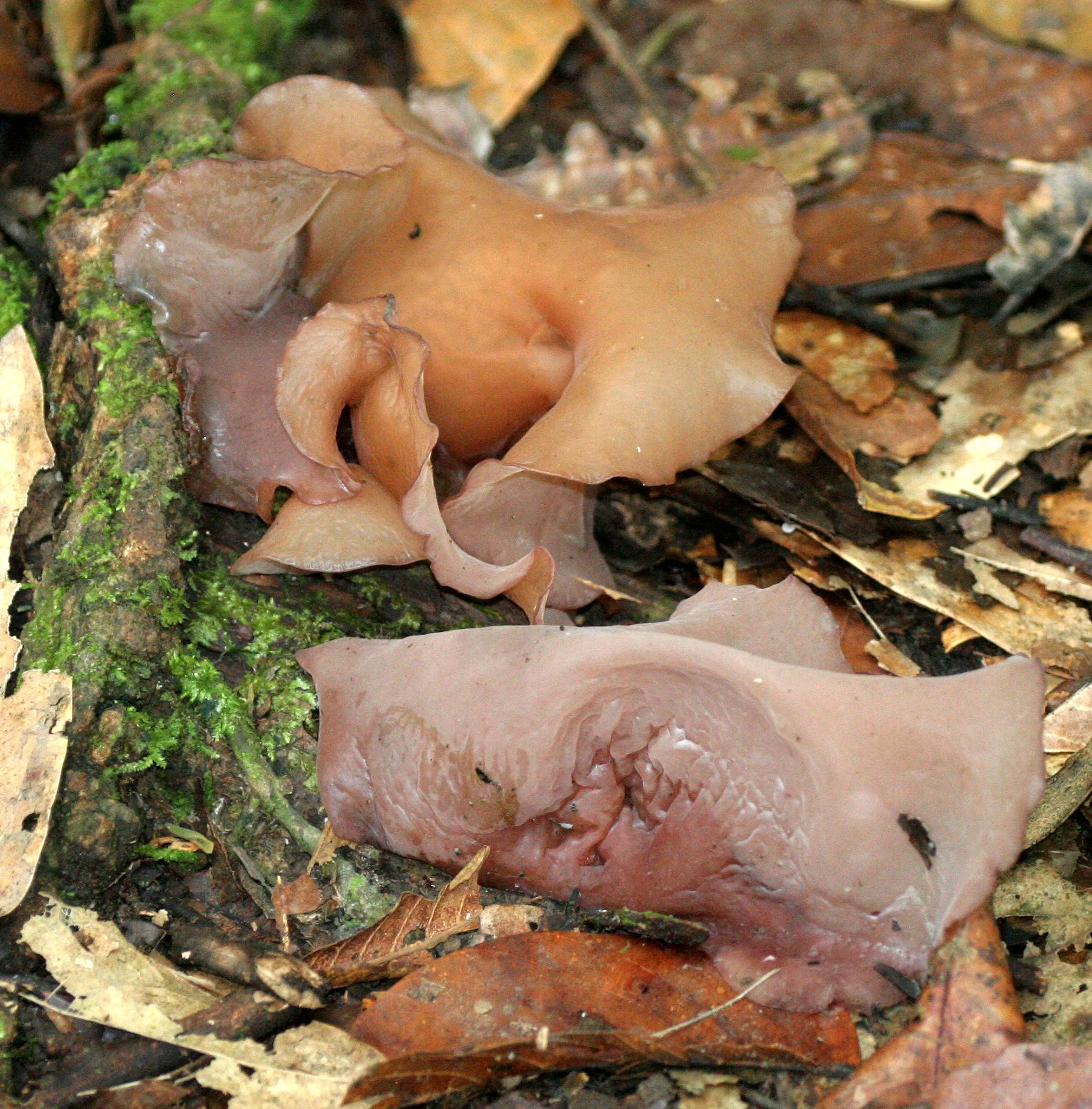 DANUM VALLEY BORNEO - FUNGI SPECIES (4).JPG