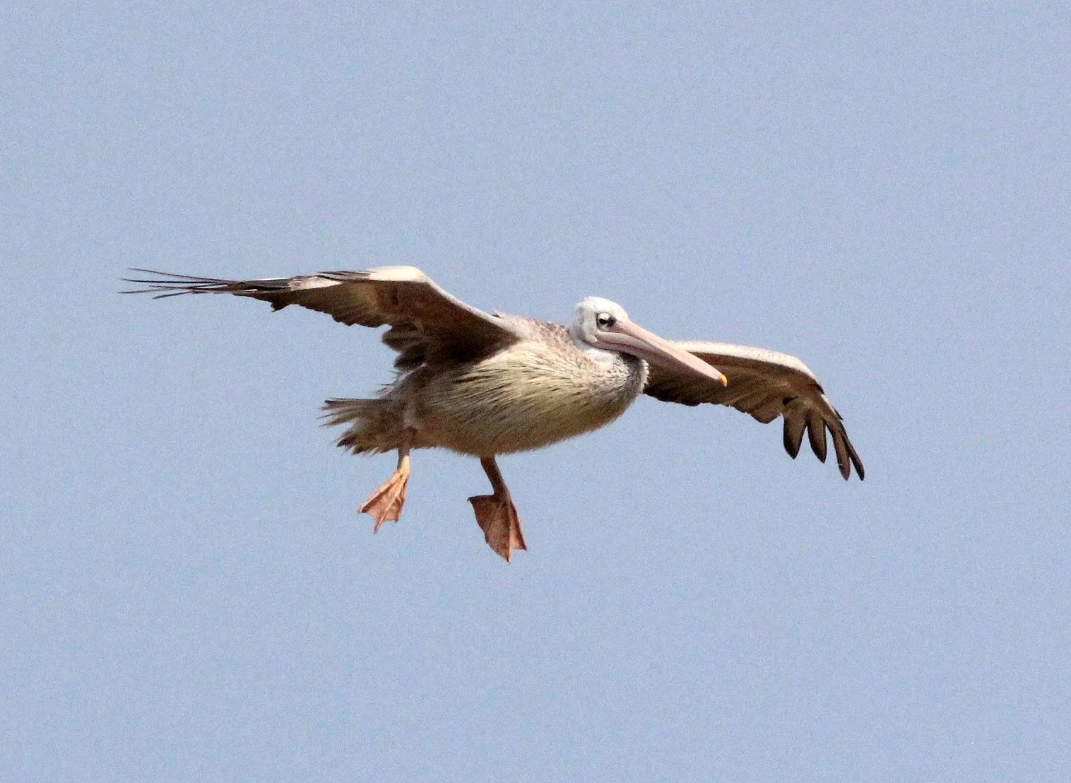 Pelecanus rufescens - PINK-BACKED PELICAN - QUEEN ELIZABETH NATIONAL PARK UGANDA (16).JPG