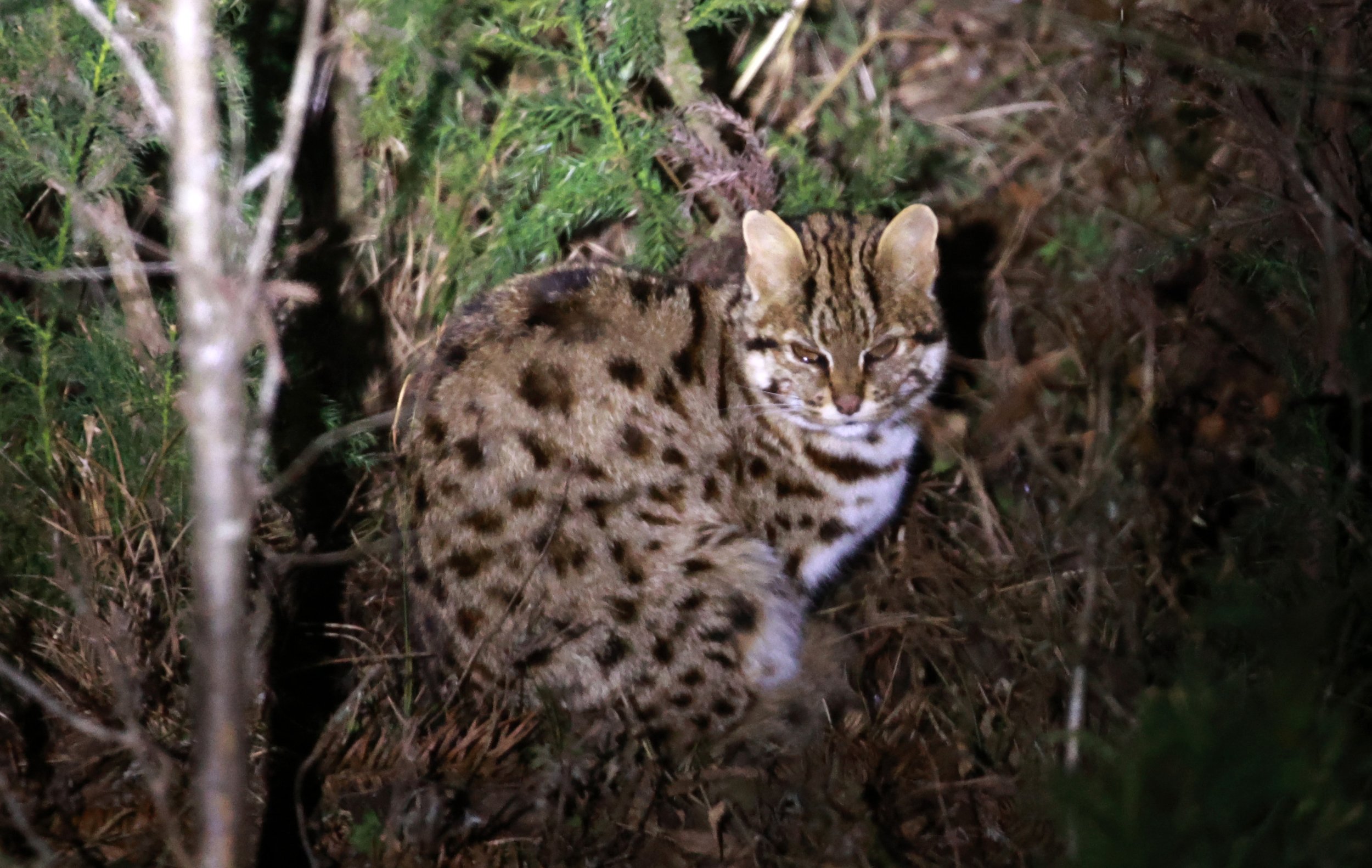 Mainland Leopard Cat (Prionailurus bengalensis) Tangjiahe National Nature Reserve, Sichuan China (2).jpg