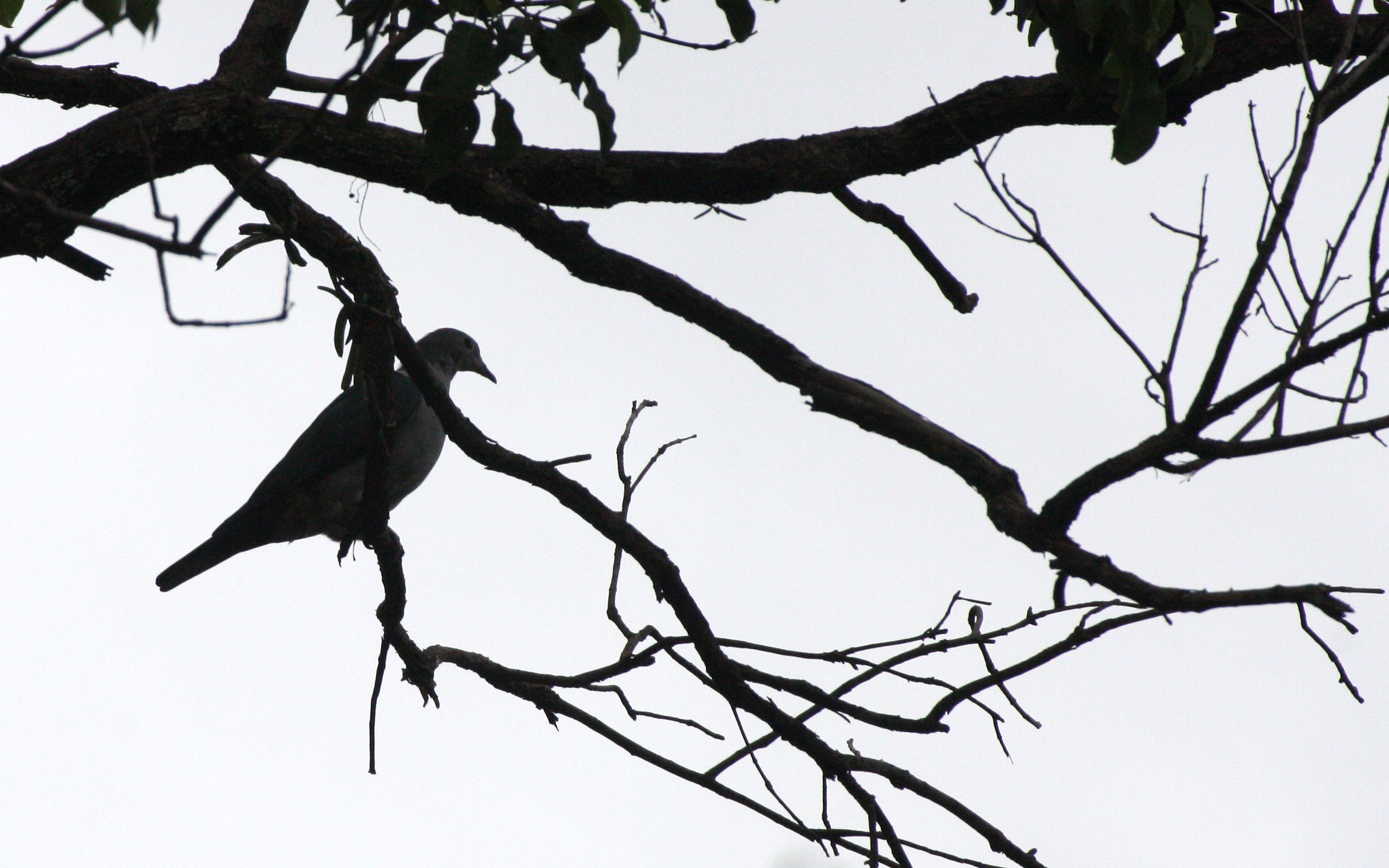 Green Imperial Pigeon (Ducula aenea) Huai Kha Khaeng NWR Thailand (4).JPG