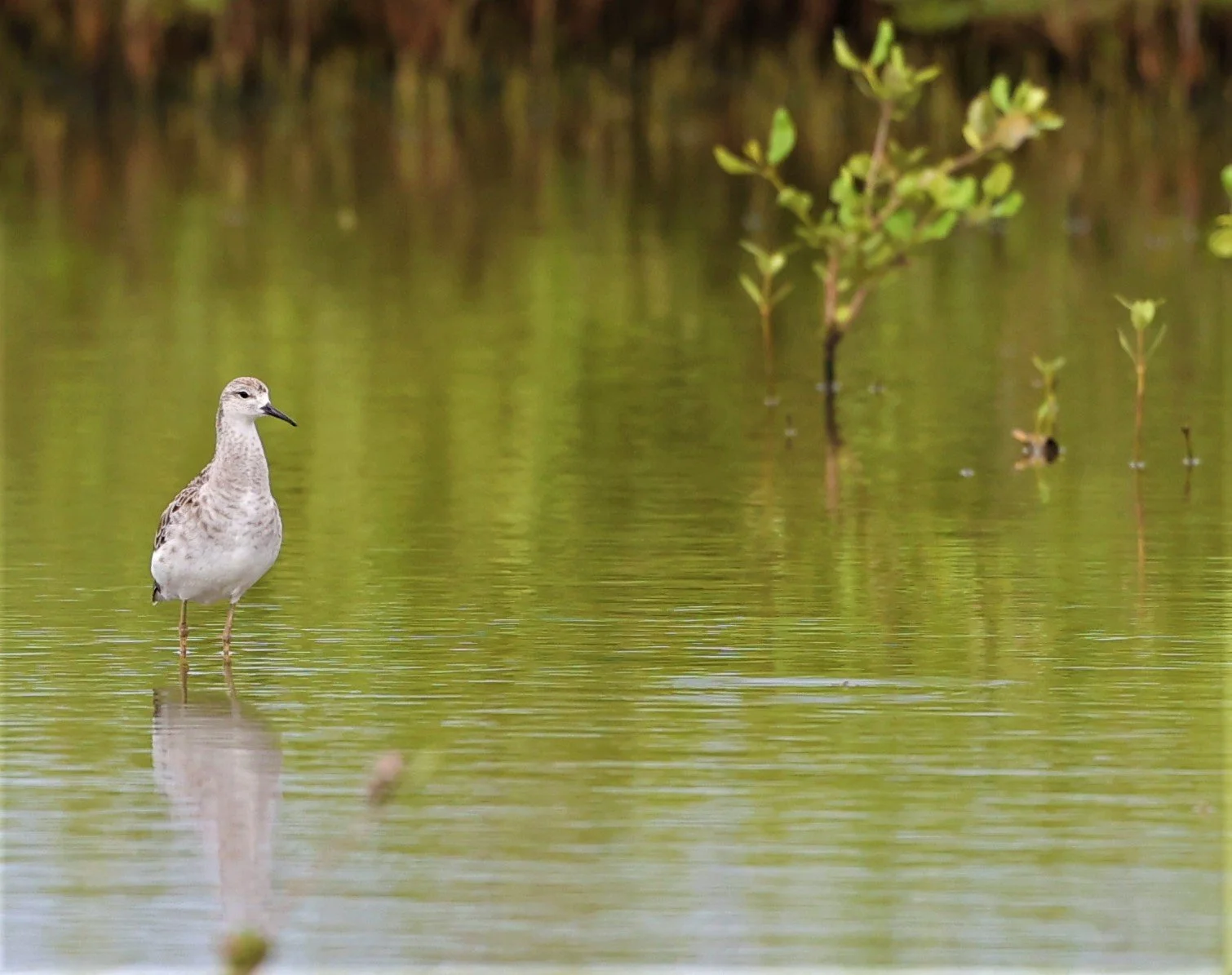 RUFF - Philomachus pugnax - BANG PAKONG SALT PANS CHACHOENGSAO WEST OF RIVER (6).jpg