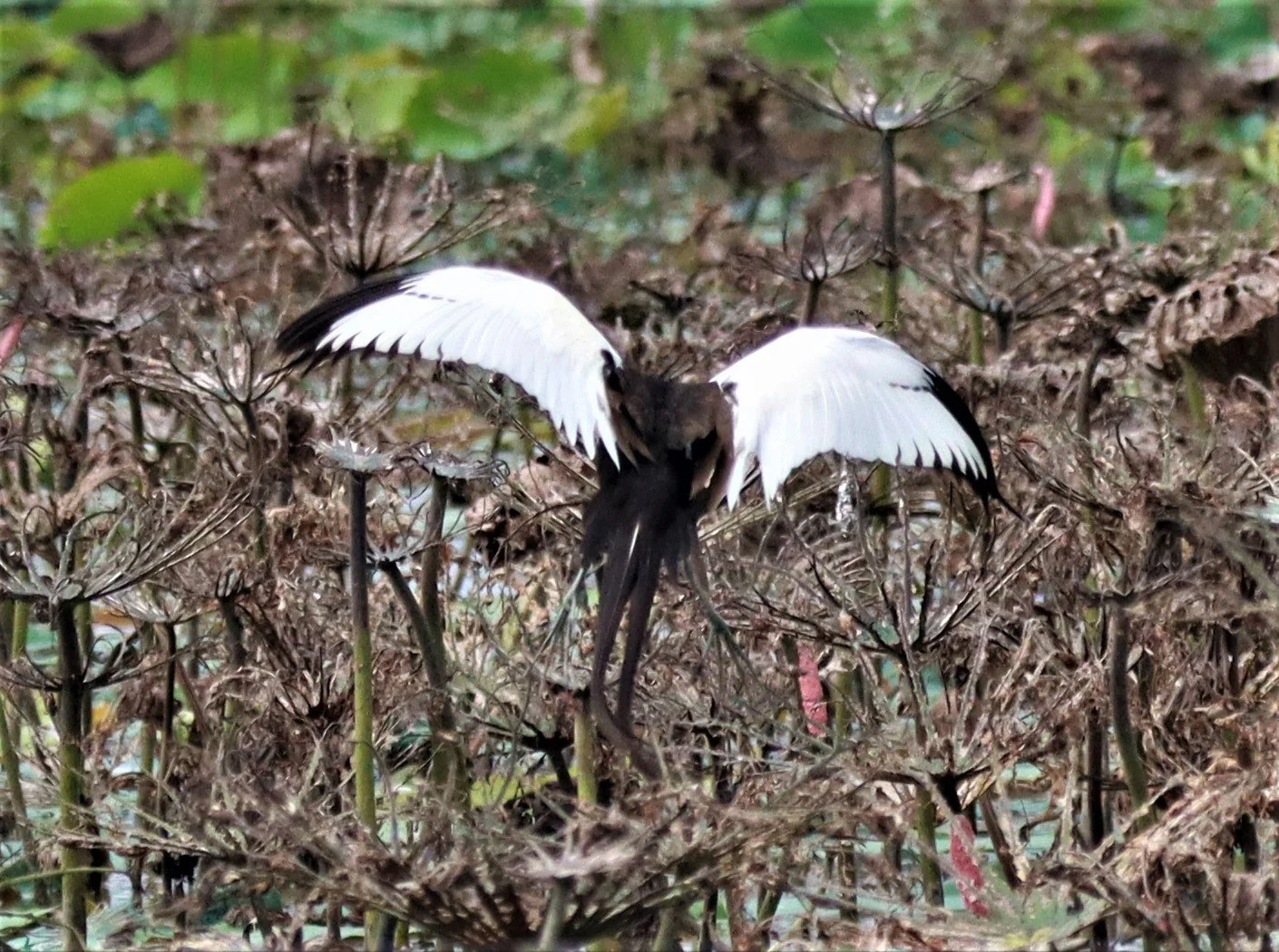 JACANA - PHEASANT-TAILED JACANA - Hydrophasianus chirurgus - BUENG BORAPHET NAKHON SAWAN AUGUST 2021 (32).jpg