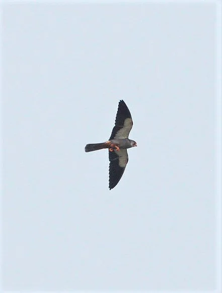 Falco amurensis - AMUR FALCON - FALL MIGRATION -  NANKOU, RUDONG, CHINA aa3.jpg