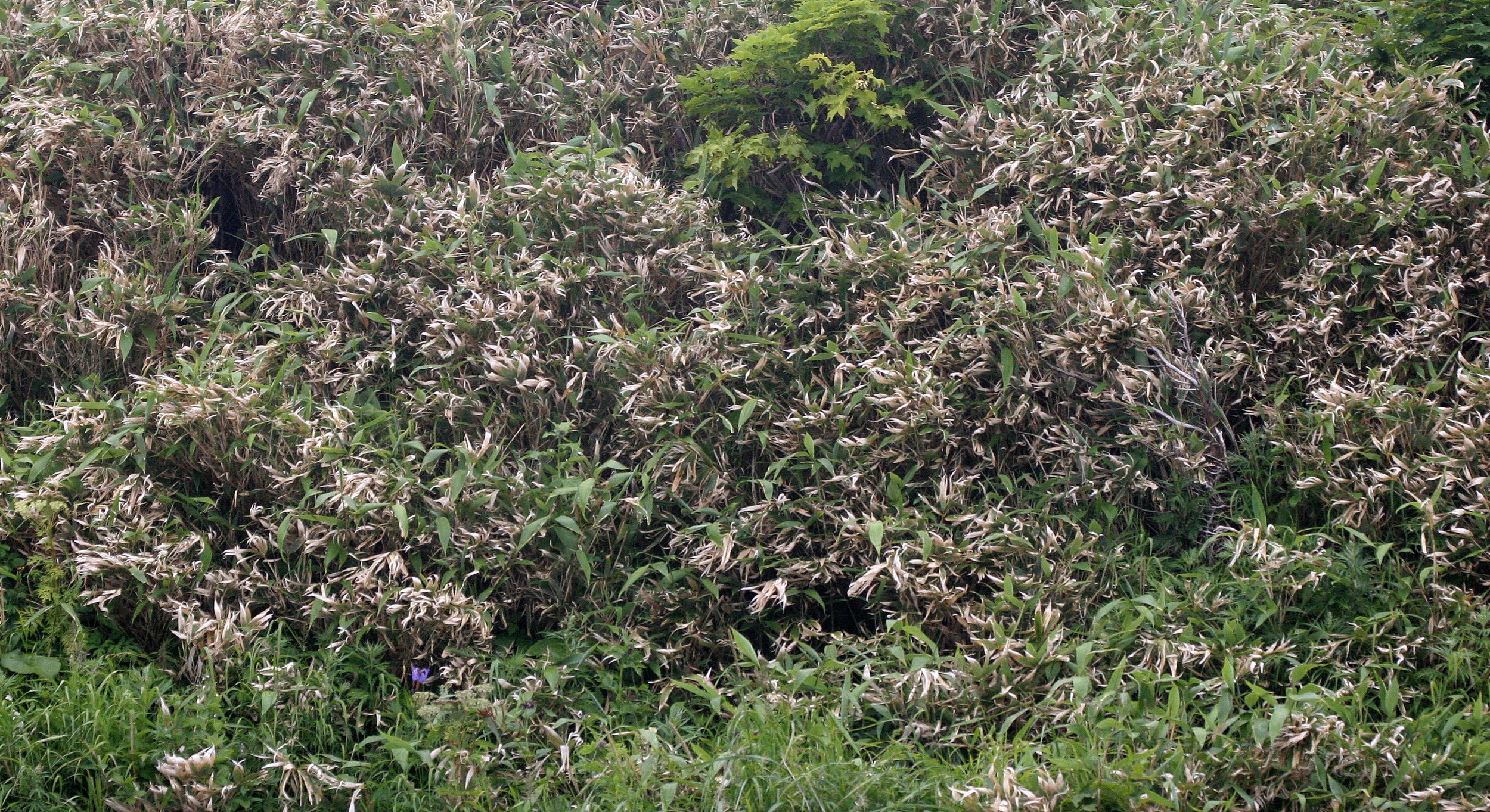 KURIL ISLANDS - FLORA  (36).jpg