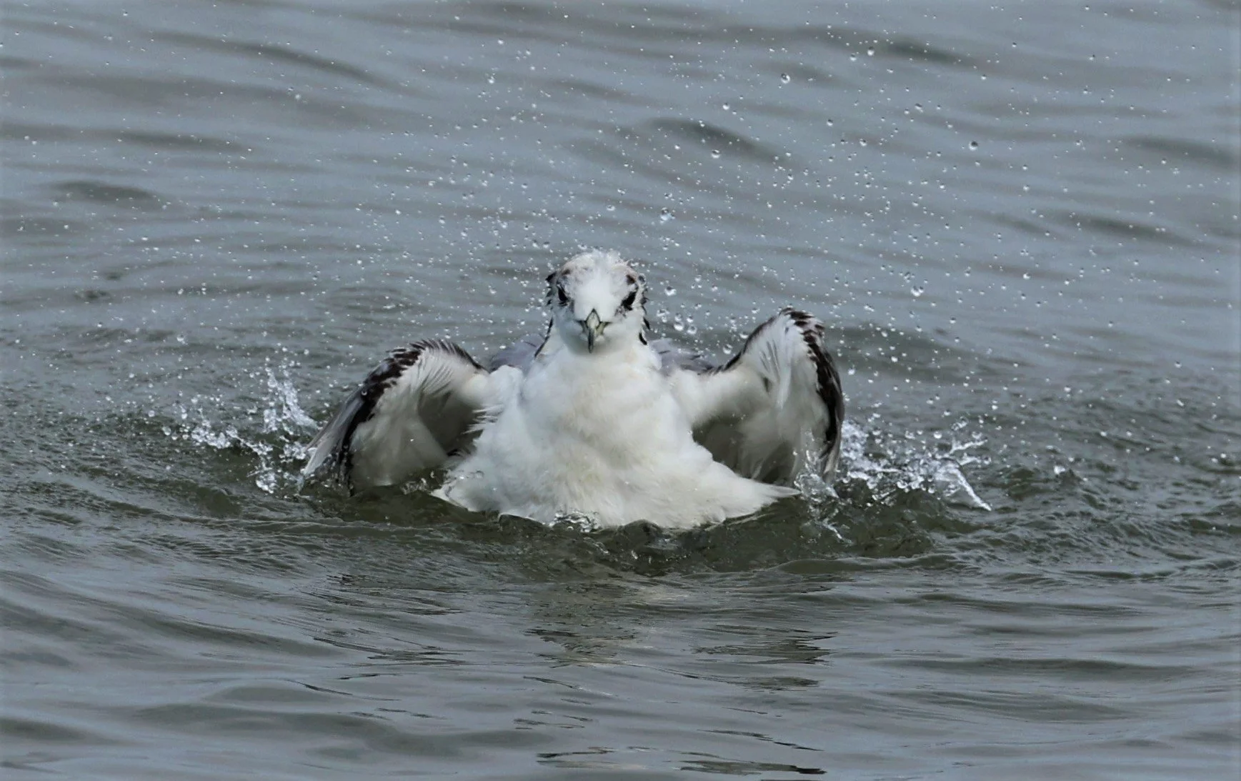 KITTIWAKE - BLACK-LEGGED KITTIWAKE - Rissa tridactyla - GULF OF SIAM OFF BANGKOK & SAMUT SAKHORN FEB 05 2022 (62).jpg