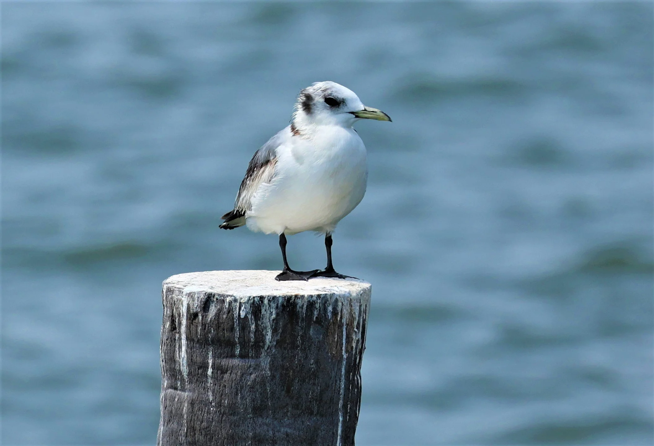KITTIWAKE - BLACK-LEGGED KITTIWAKE - Rissa tridactyla - GULF OF SIAM OFF BANGKOK & SAMUT SAKHORN FEB 05 2022 (11).jpg