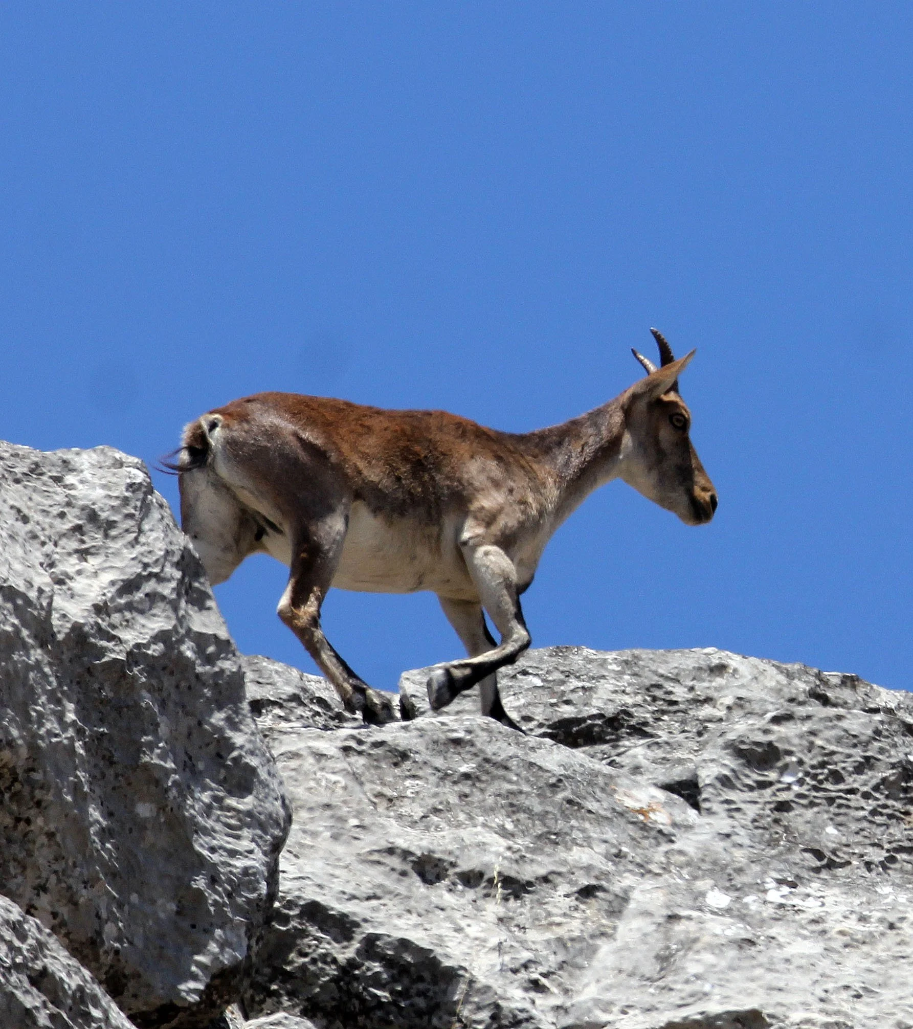 SOUTHEASTERN SPANISH (RONDA) IBEX - Capra pyrenaica meridionalis - EL TORCAL NATIONAL PARK SPAIN (29).JPG