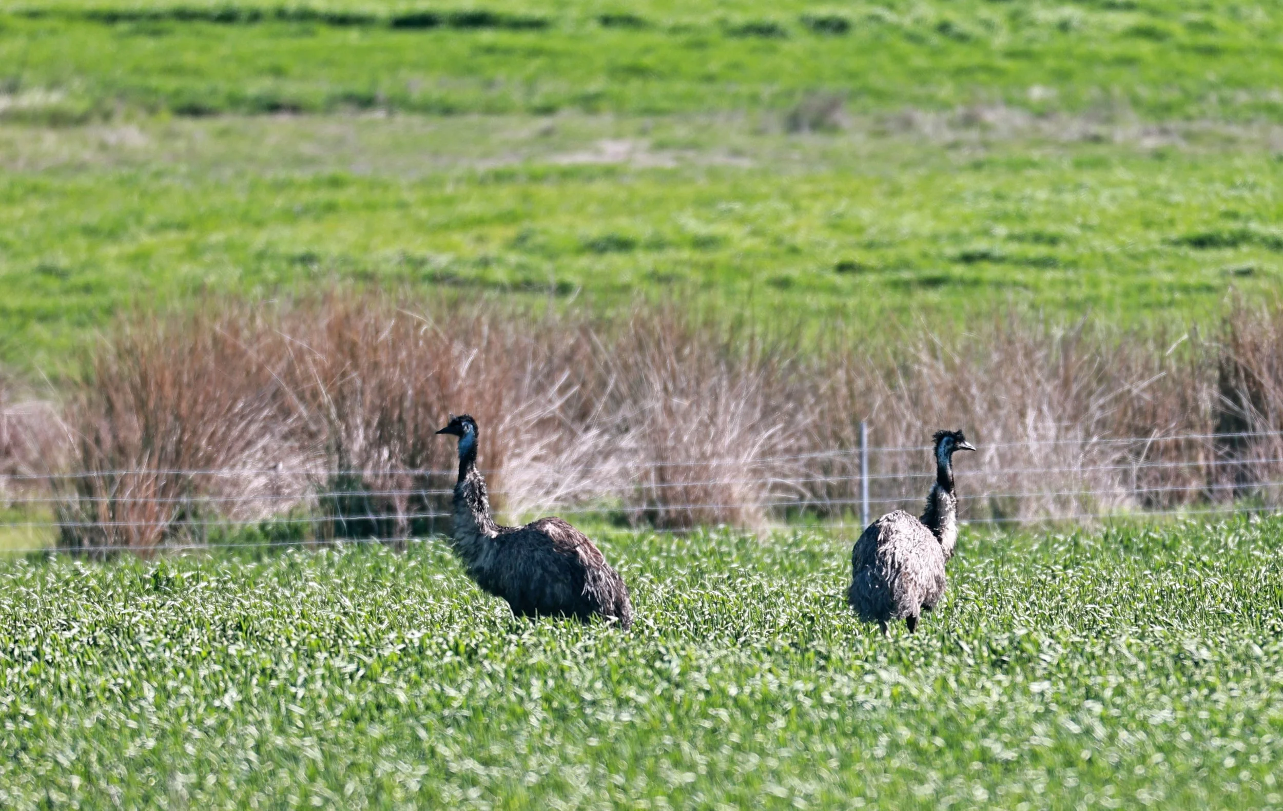 Emu (Dromaius novaehollandiae) Stirling Range NP - Western Australia (40).jpg