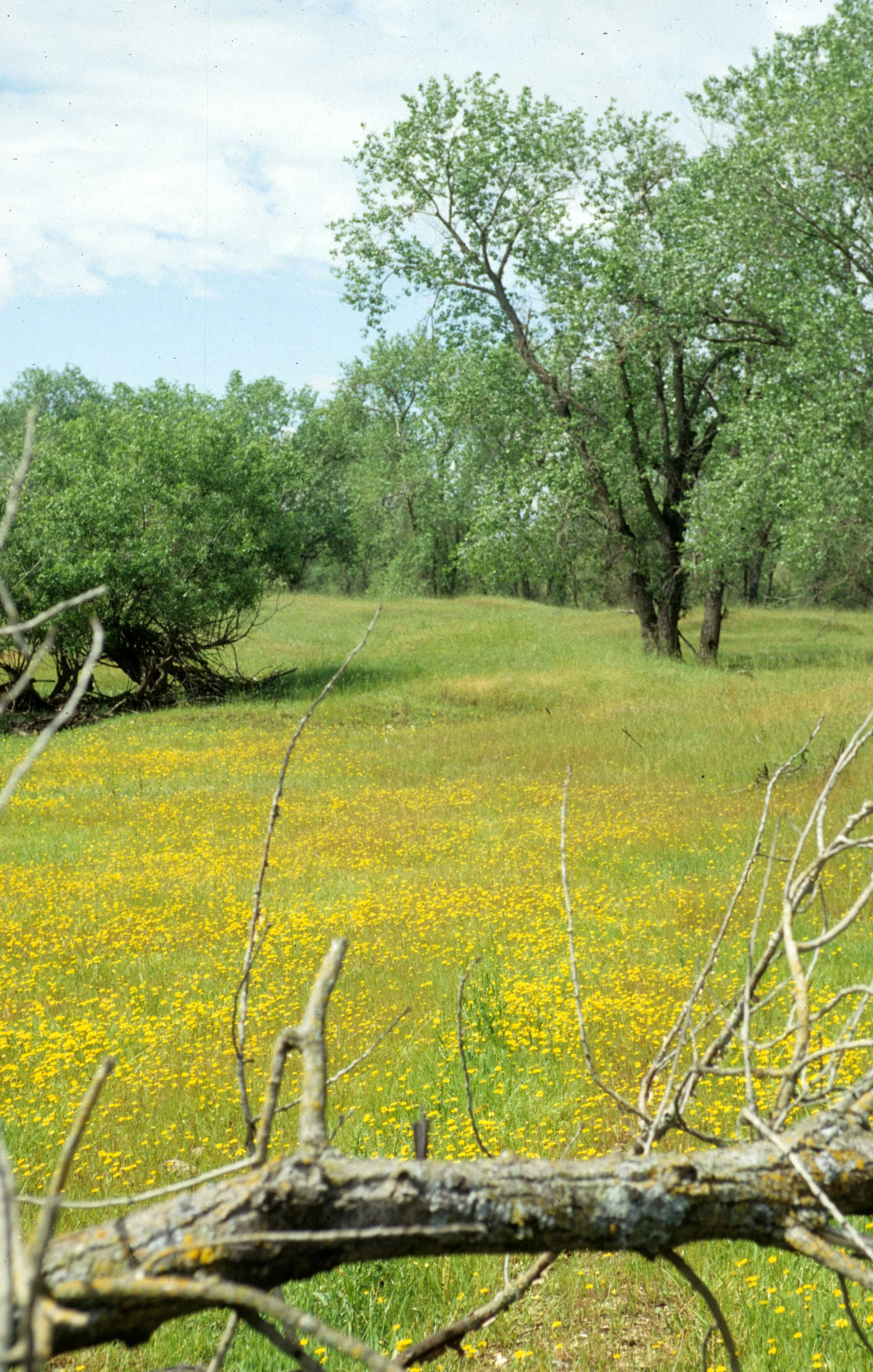 CALIFORNIA - SIERRA - FOOTHILLS IN BLOOM ON RTE 49.jpg