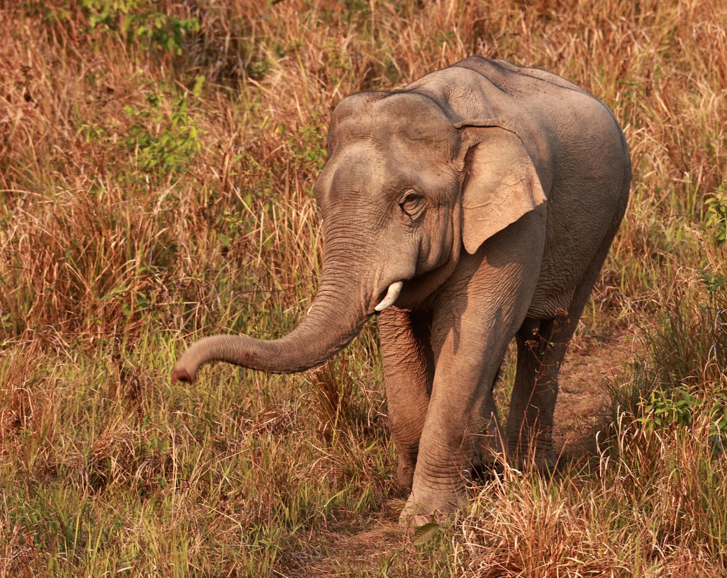 Asian Elephant (Elephas maximus) Khao Yai National Park, Thailand (42).jpg