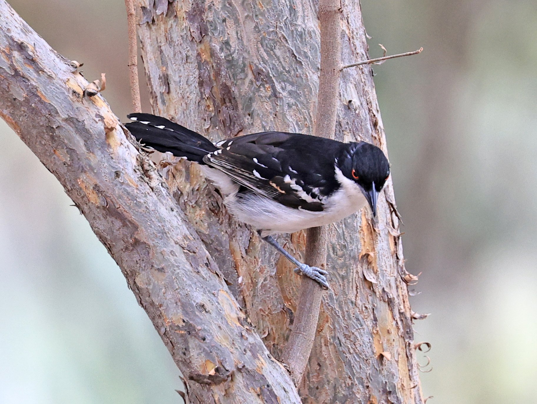 Male