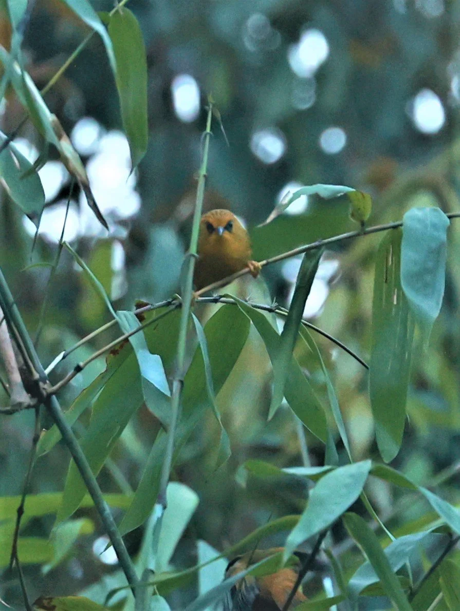 BABBLER - GOLDEN BABBLER - Cyanoderma chrysaeum - Phu Luang Wildlife Reserve Loei Province (5).jpg