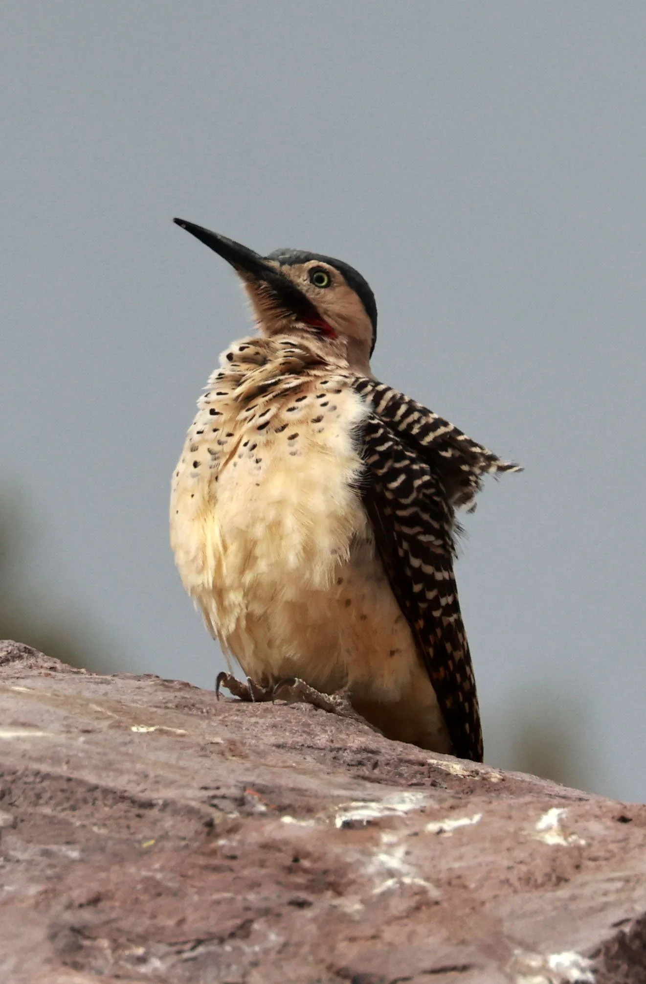 Woodpecker - Andean Flicker - Colaptes rupicola - Lauca National Park, Chile (26).jpg
