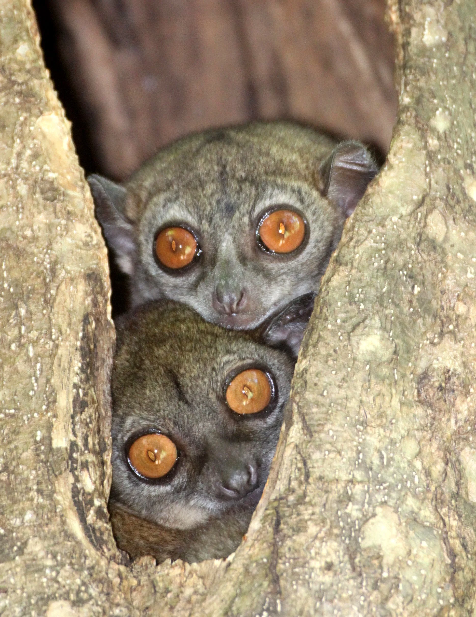 LEPILEMURIDAE - Lepilemur ankaranensis - ANKARANA NATIONAL PARK MADAGASCAR (119).JPG