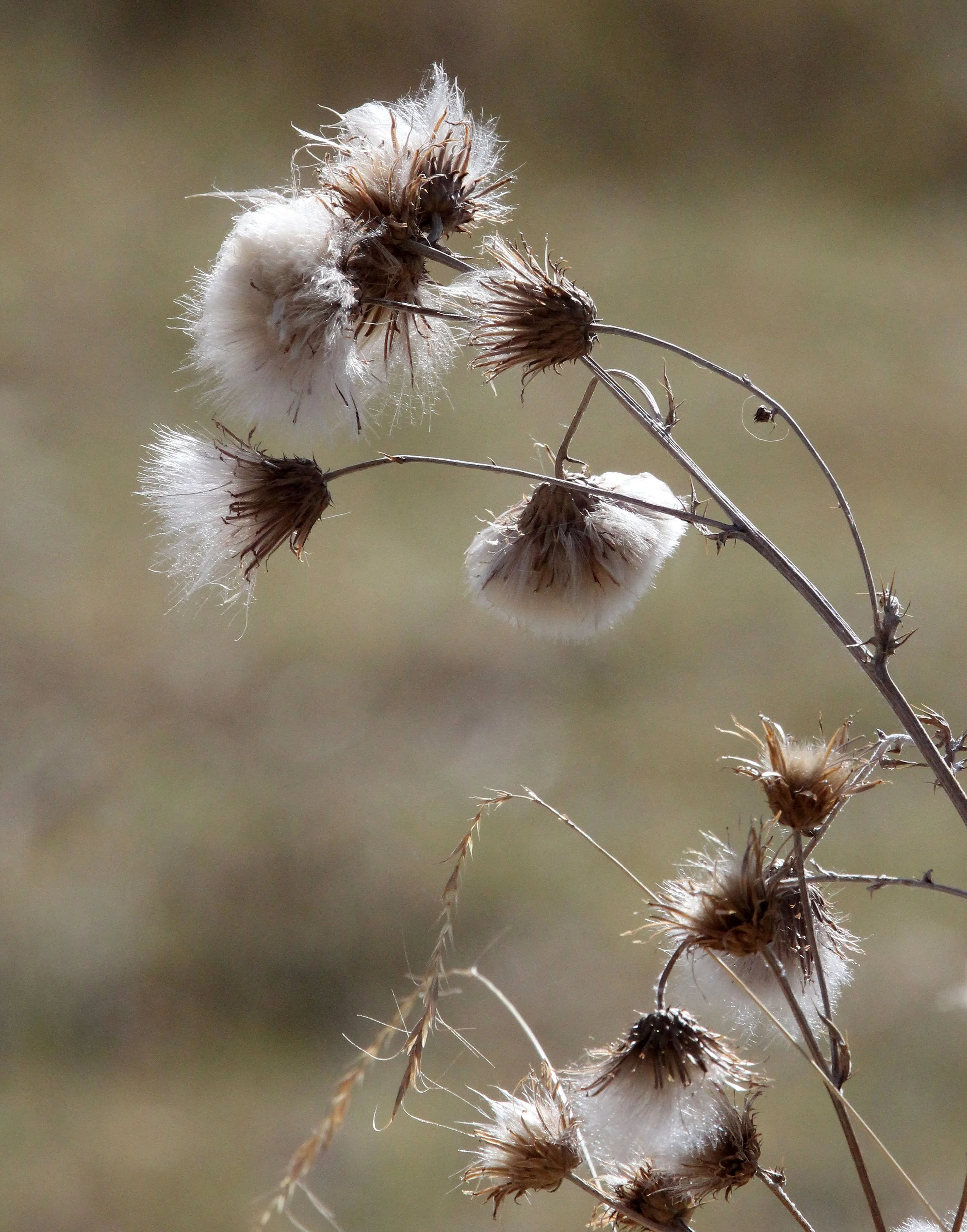 CHAKA LAKE QINGHAI CHINA (7).JPG