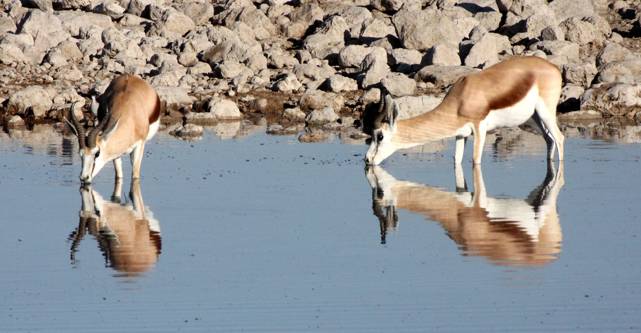 SPRINGBOK - ANGOLAN SPRINGBOK - Antidorcus angolensis - ETOSHA NATIONAL PARK NAMIBIA  (74).JPG