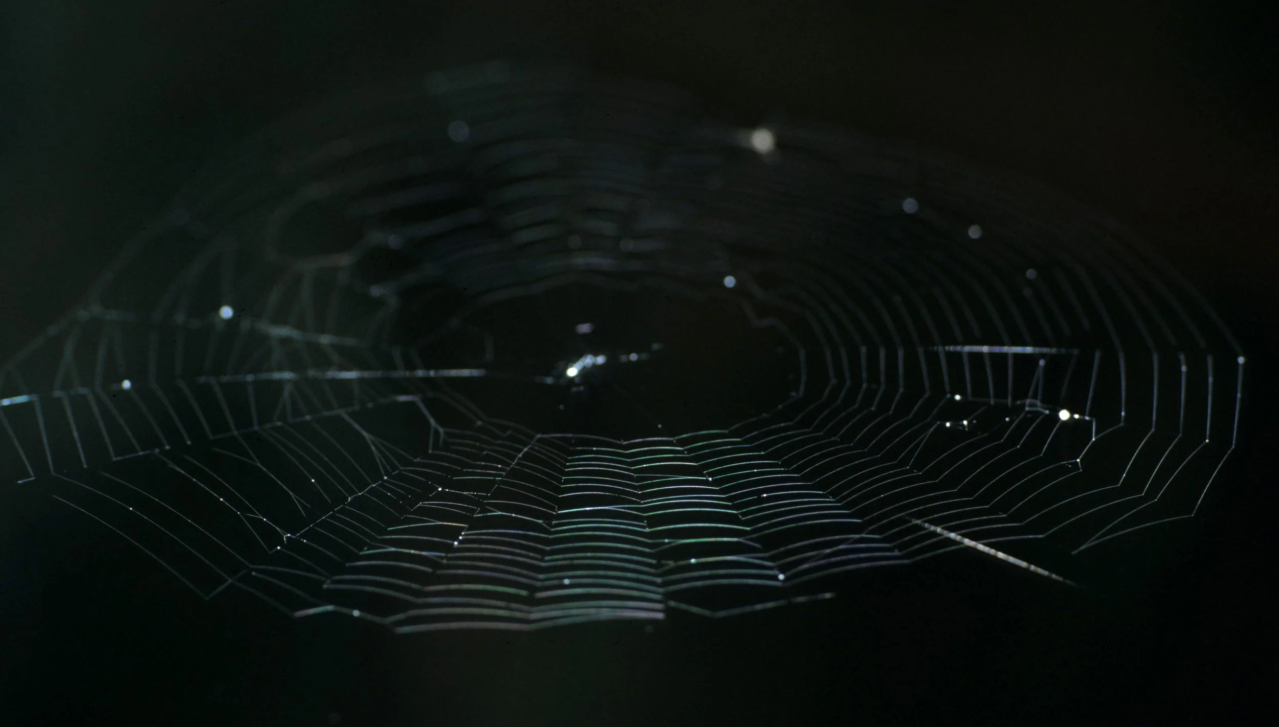 INVERTS - ARACHNID - SPIDER WEB - ONP.jpg
