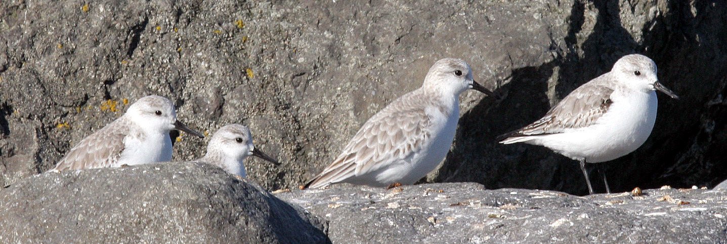 BIRD - SANDERLINGS - EDIZ HOOK PA HARBOR (33).jpg