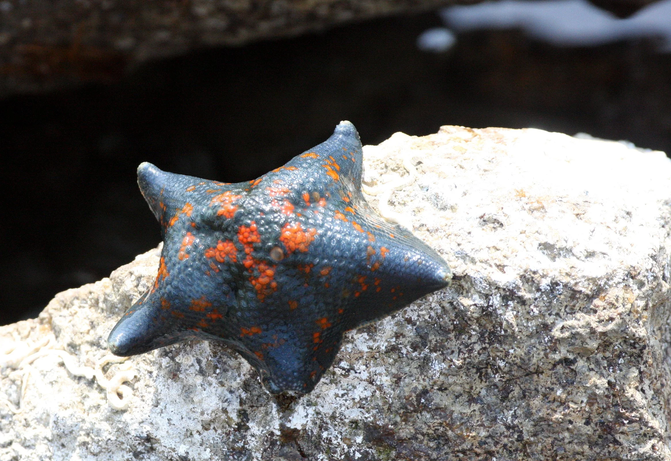 INVERT - ECHINODERM - BAT STAR - MUTSU HARBOR (4).JPG