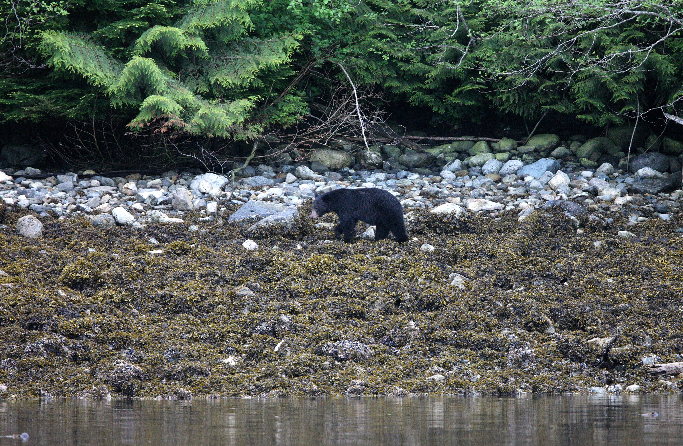 Ursus americanus kermodei - KERMODE BLACK BEAR - KNIGHT'S INLET BRITISH COLUMBIA (29).JPG