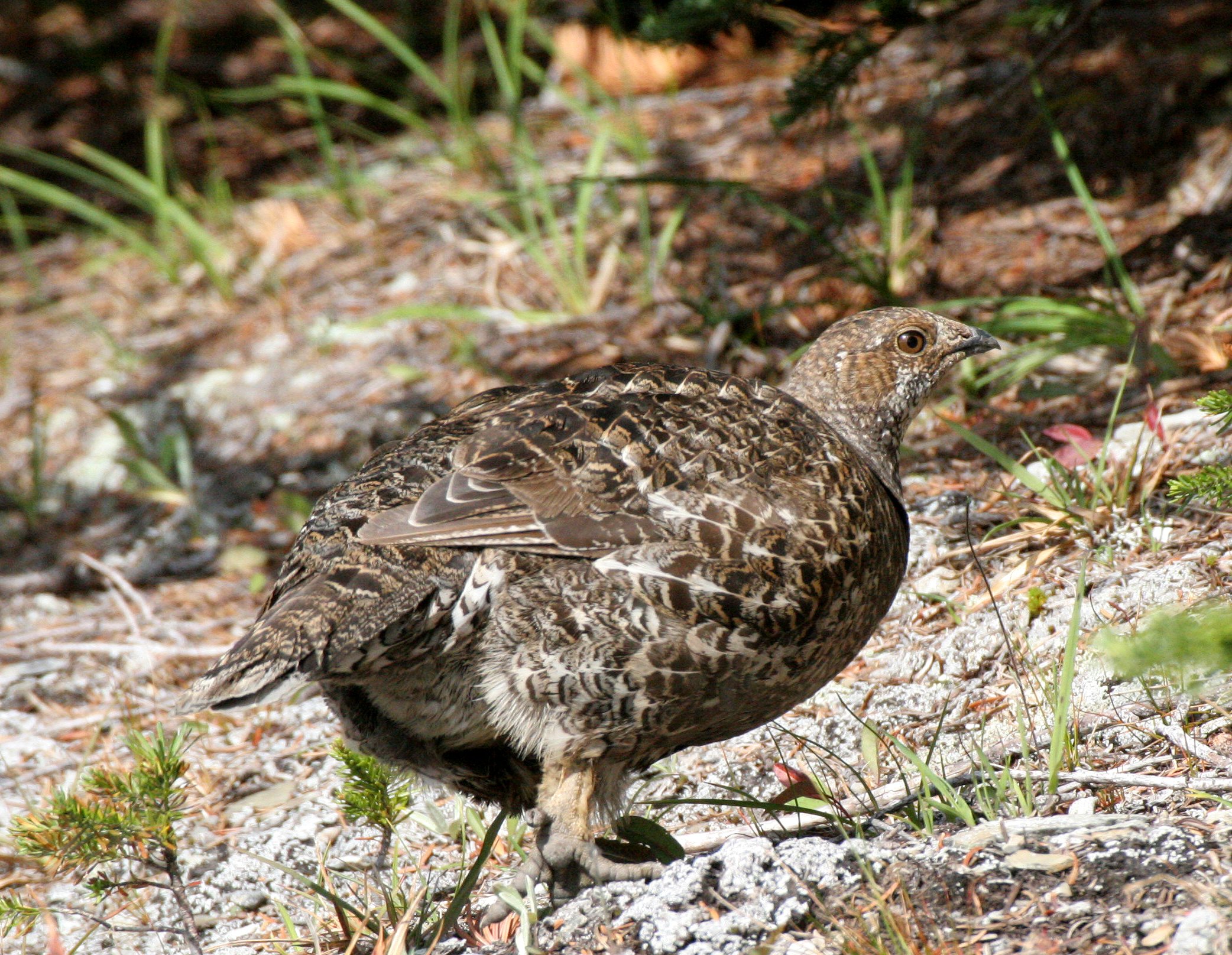 BIRD - GROUSE - BLUE-GROUSE - OLYMPIC NATIONAL PARK (17).JPG
