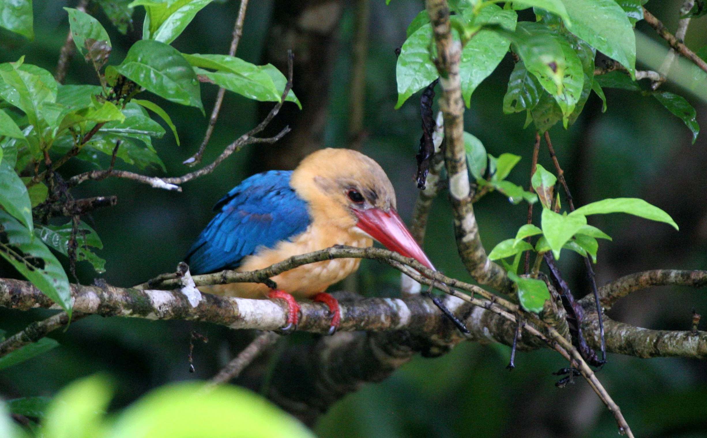 Pelargopsis capensis - STORK-BILLED KINGFISHER - KINABATANGAN RIVER BORNEO (7).JPG