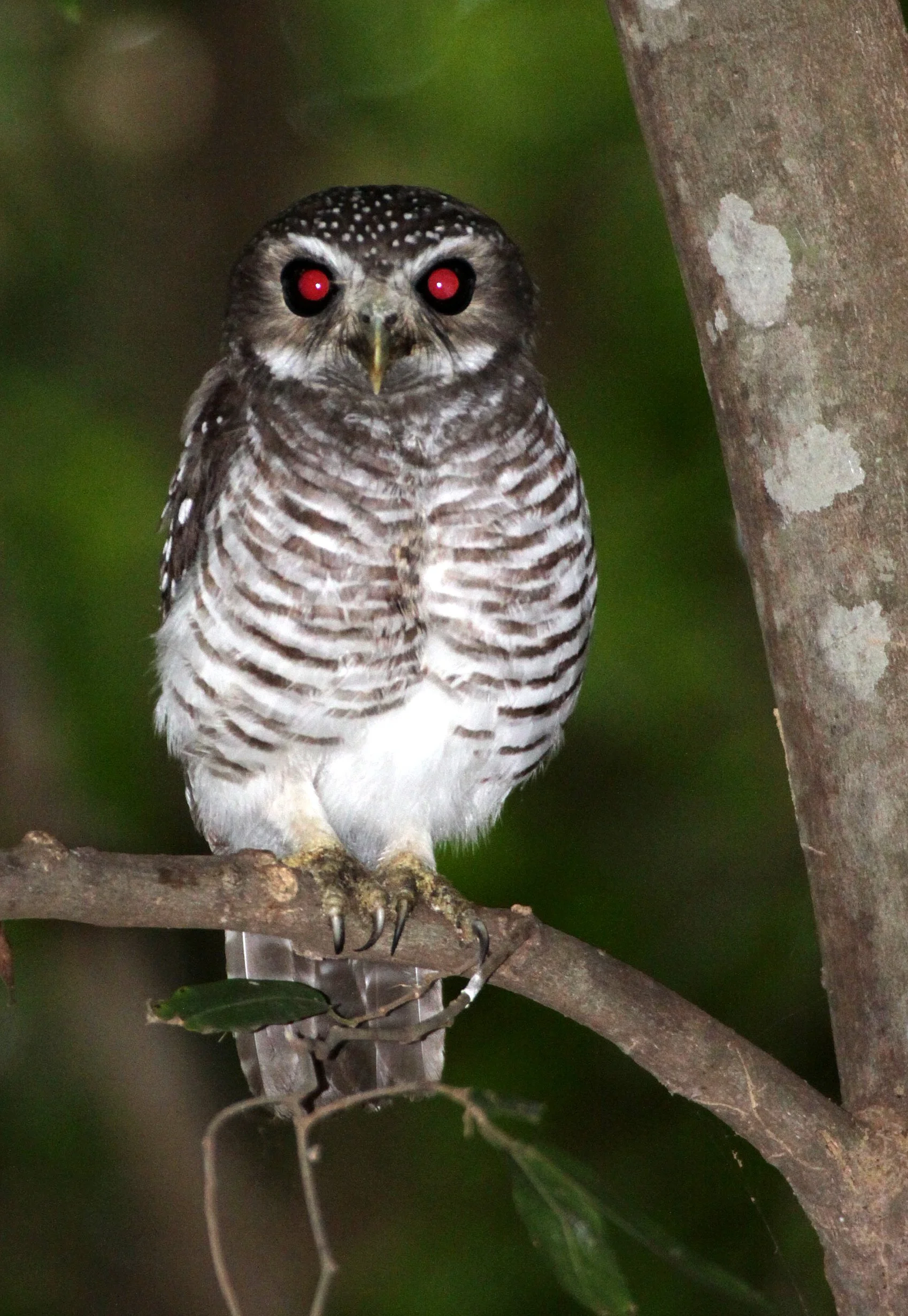 Athene superciliaris - WHITE-BROWED OWL - BERENTY RESERVE MADAGASCAR (5).JPG