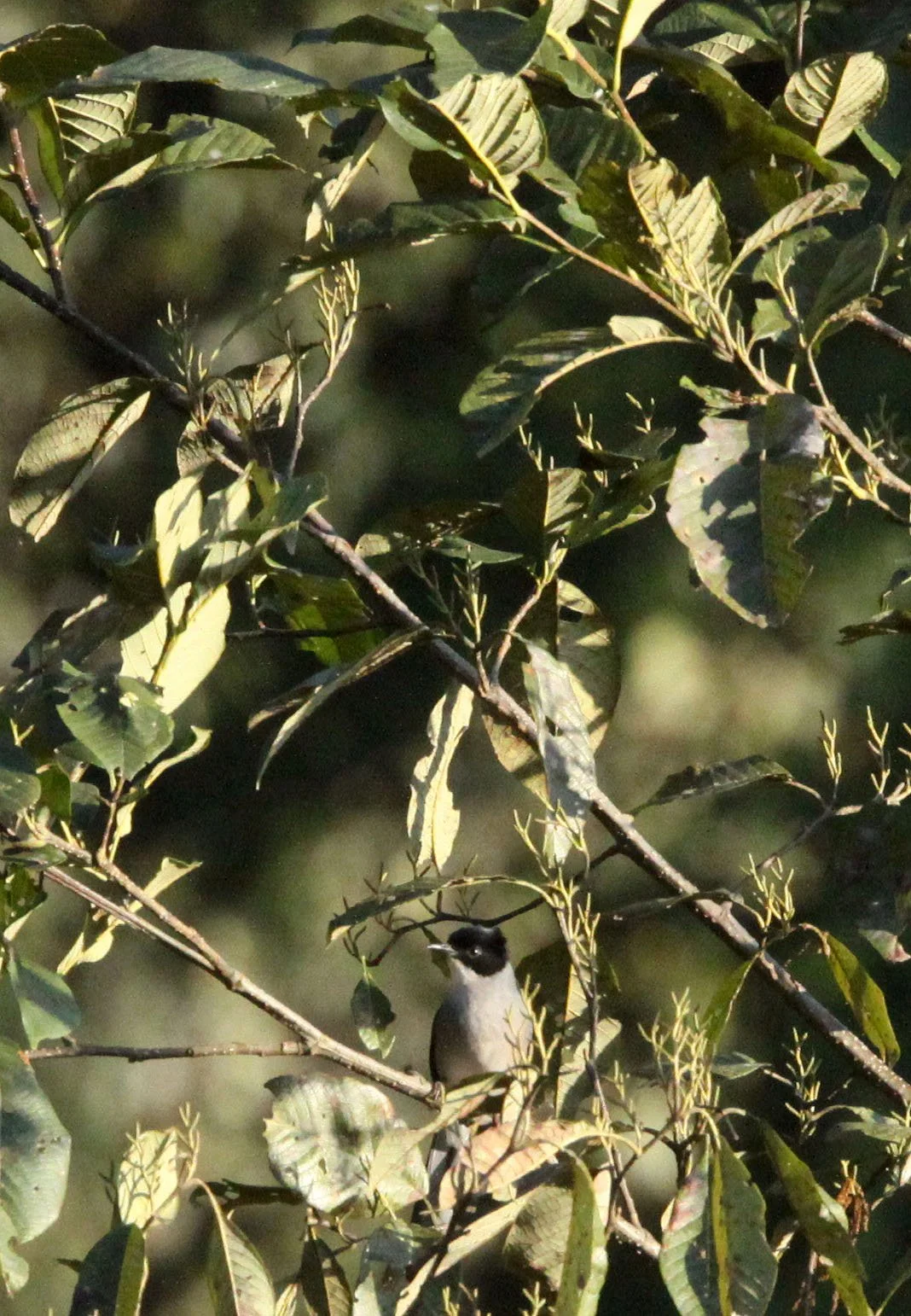 BIRD - SIBIA - BLACK-HEADED SIBIA - WULIANGSHAN NATURE RESERVE YUNNAN CHINA (2).JPG