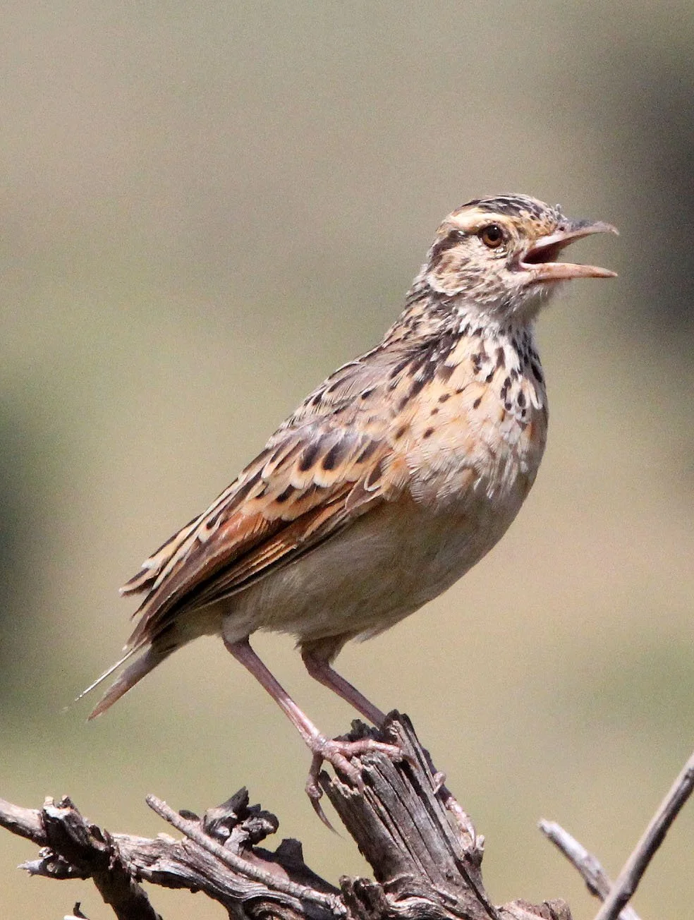Rufous-naped Lark (Mirafra africana) Masai Mara NP Kenya (5).JPG