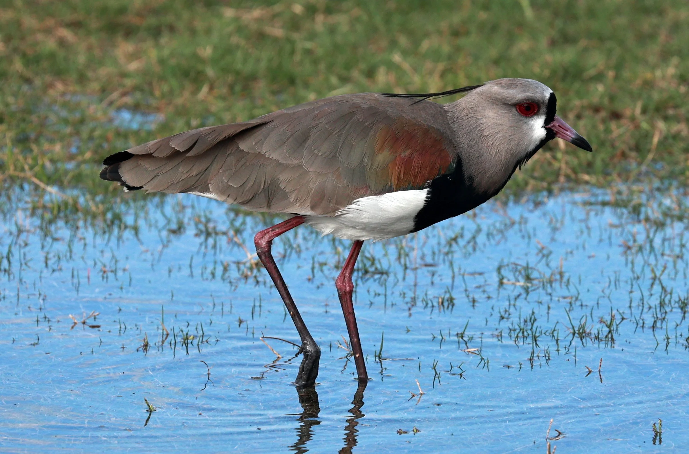 Southern lapwing (Vanellus chilensis) Superagüi National Park, Brazil (6).jpg