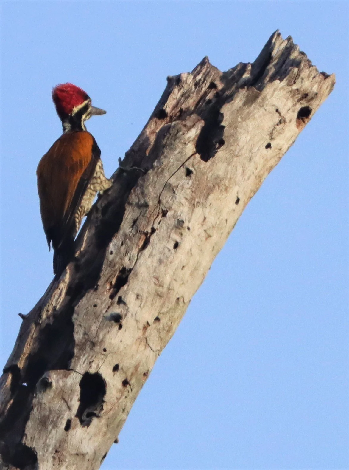 WOODPECKER - GREATER FLAMEBACK - Chrysocolaptes lucidus - KAENG KRACHAN NP THAILAND JUNE 2021 (3).jpg