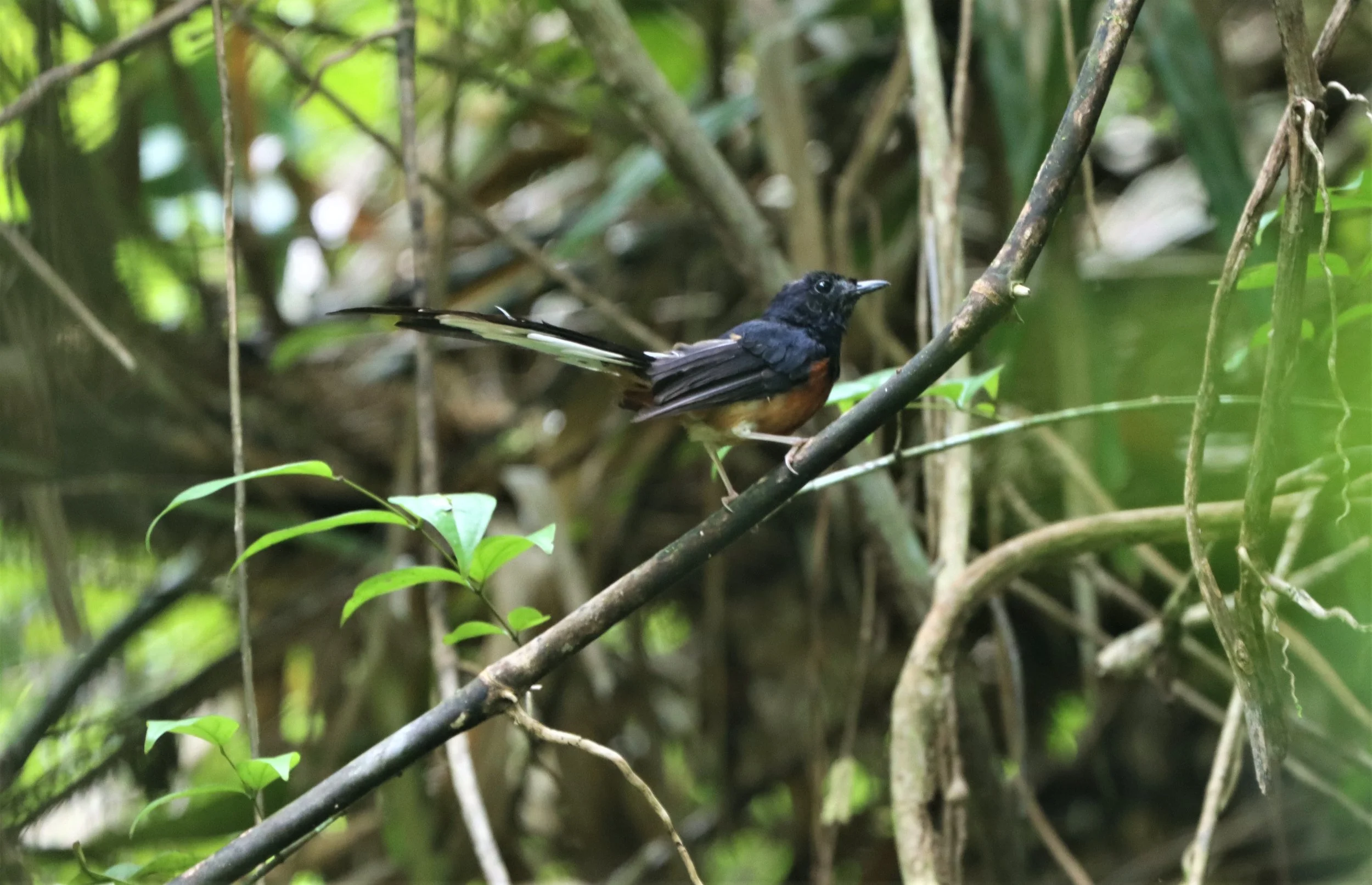 SHAMA - WHITE-RUMPED SHAMA - Copsychus malabaricus - KHAO LUANG NP.jpg