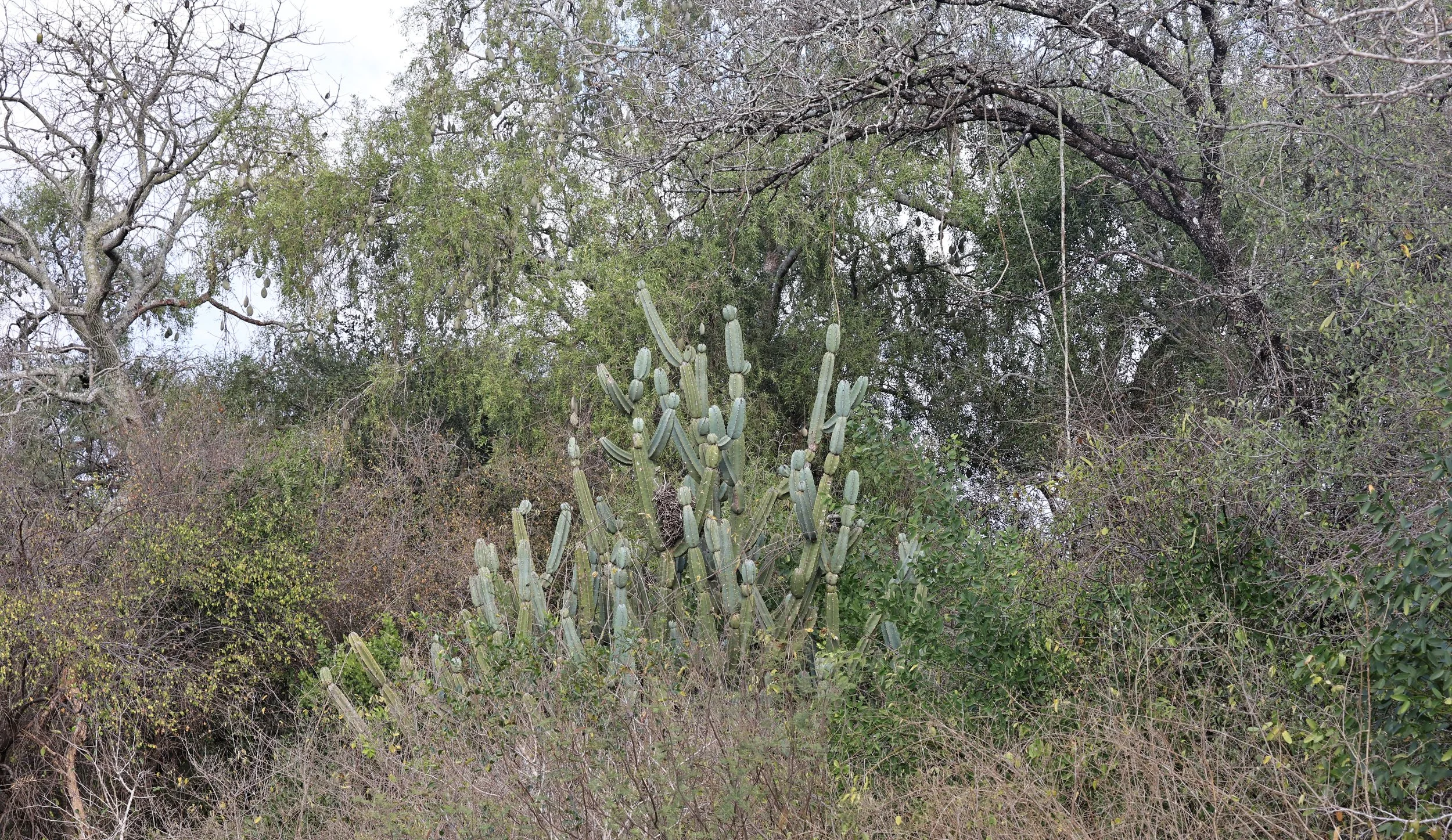 Cereus stenogonus - Aurora Chaquena Reserve, Neuland Mennonite Colony Paraguay