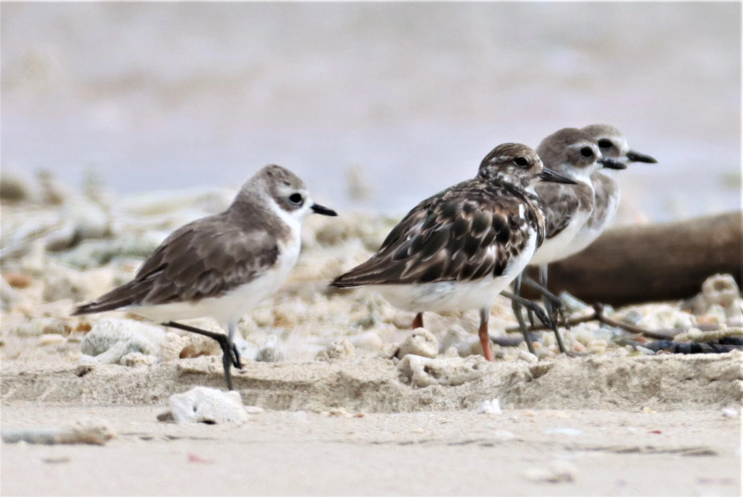TURNSTONE - RUDDY TURNSTONE - Arenaria interpres - WITH GREATER SAND PLOVER - LAEM PAKARANG PHANG NGA (9).jpg