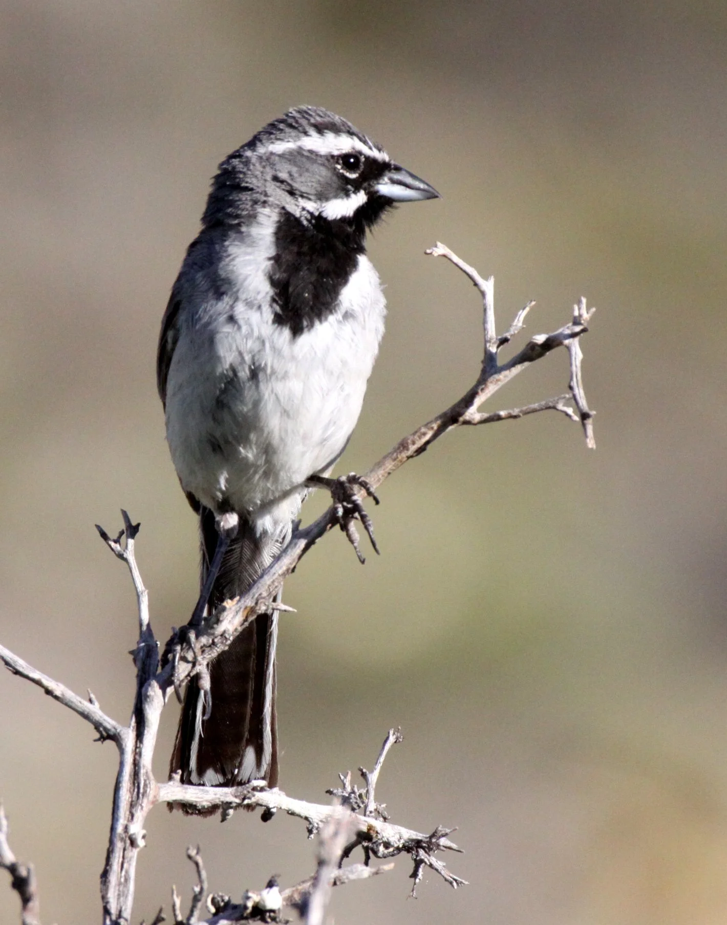 Black-throated Sparrow (Amphispiza bilineata) Franklin Mountains State Park New Mexico (3).JPG