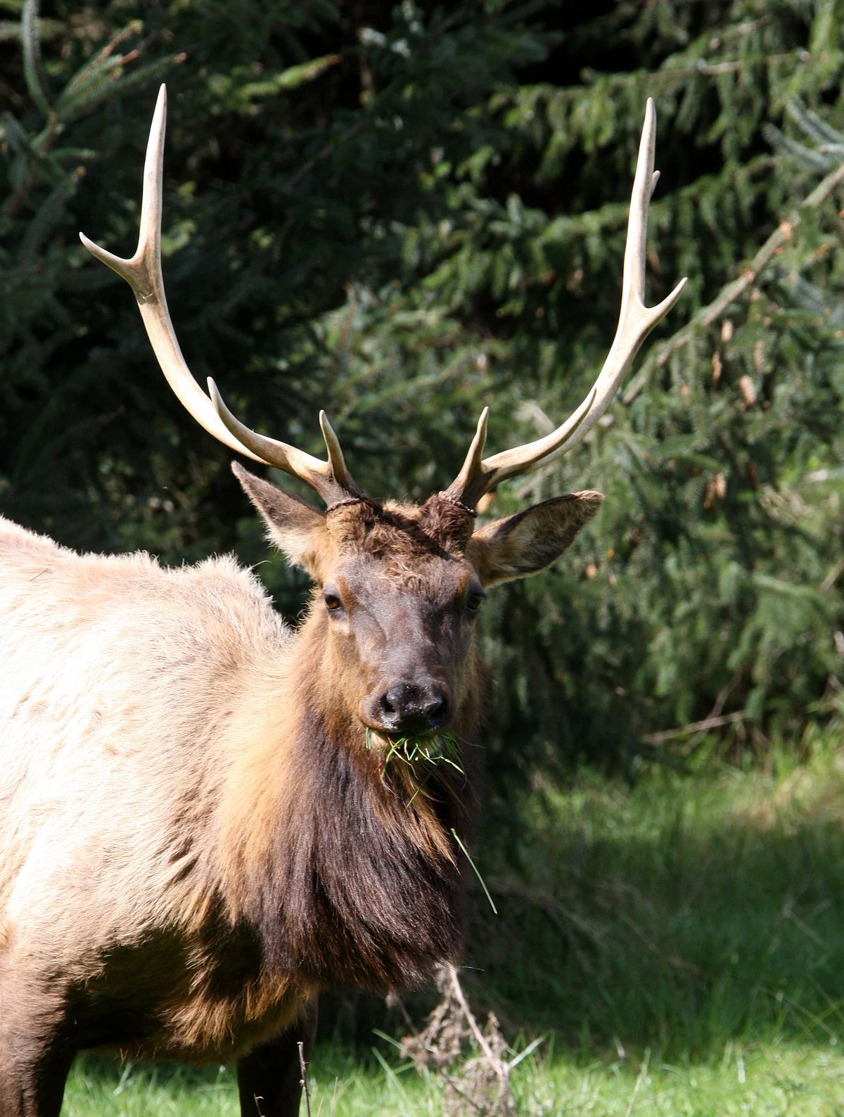 CERVID - ELK - ROOSEVELT ELK - PRAIRIE CREEK STATE PARK FERN CANYON (8).JPG