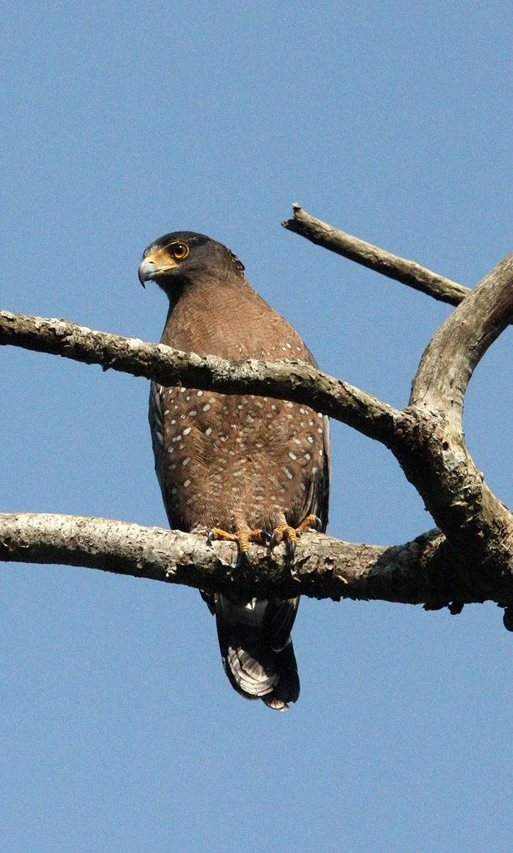 EAGLE - CRESTED SERPENT EAGLE - Spilornis cheela - KAENG KRACHAN NATIONAL PARK THAILAND (33).JPG